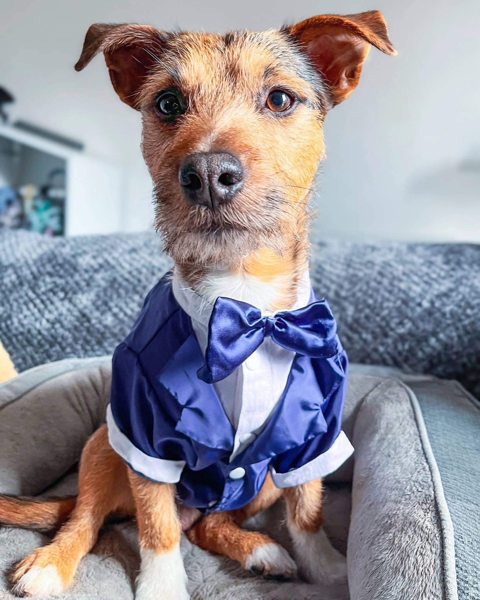 Otis dressed in a tuxedo, showcasing Star’s Walks Pet Services wedding chaperone service for dogs.