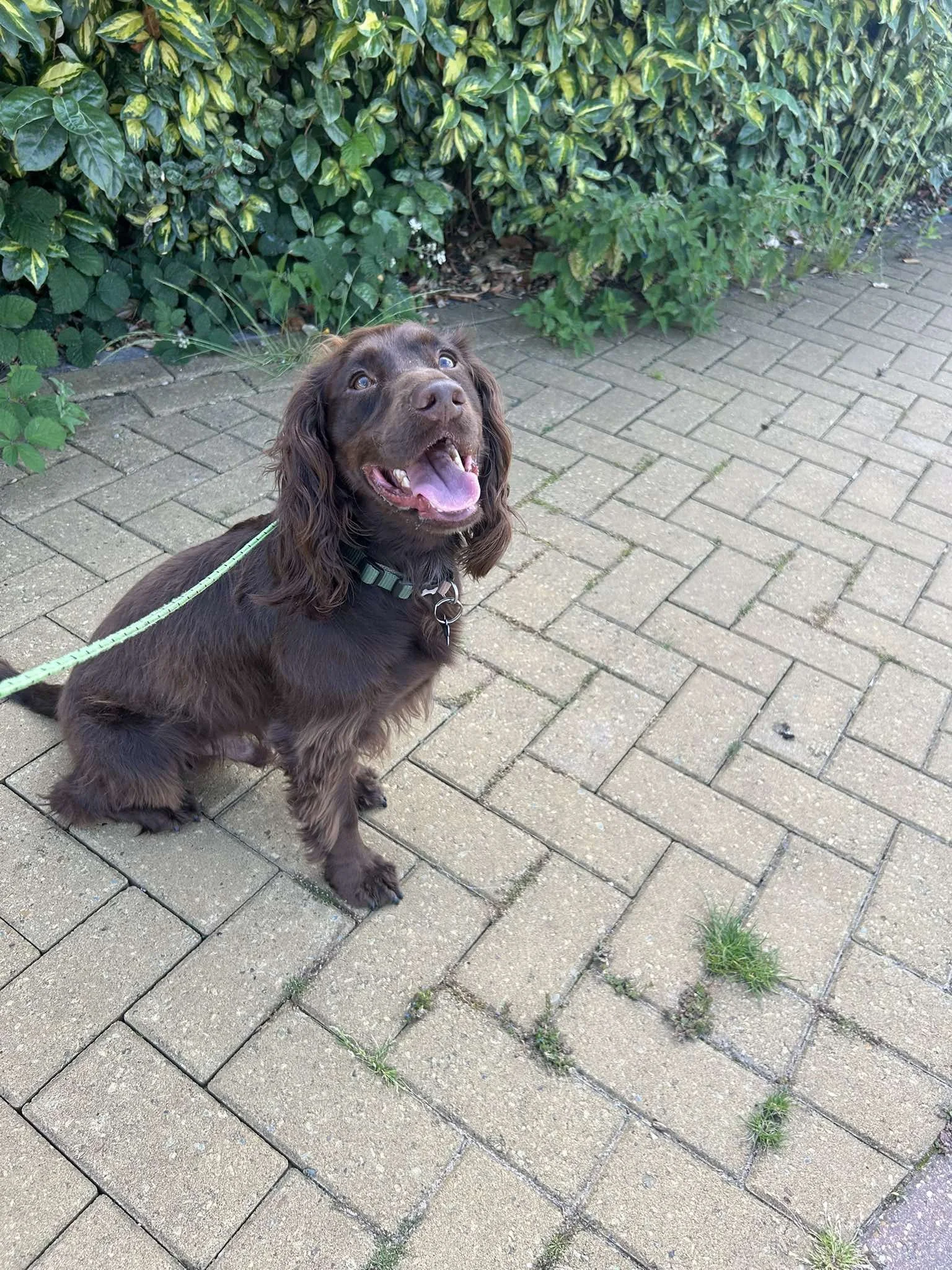 Bailey, a chocolate spaniel, enjoying a fun and enriching walk outdoors with Star’s Walks Pet Services.