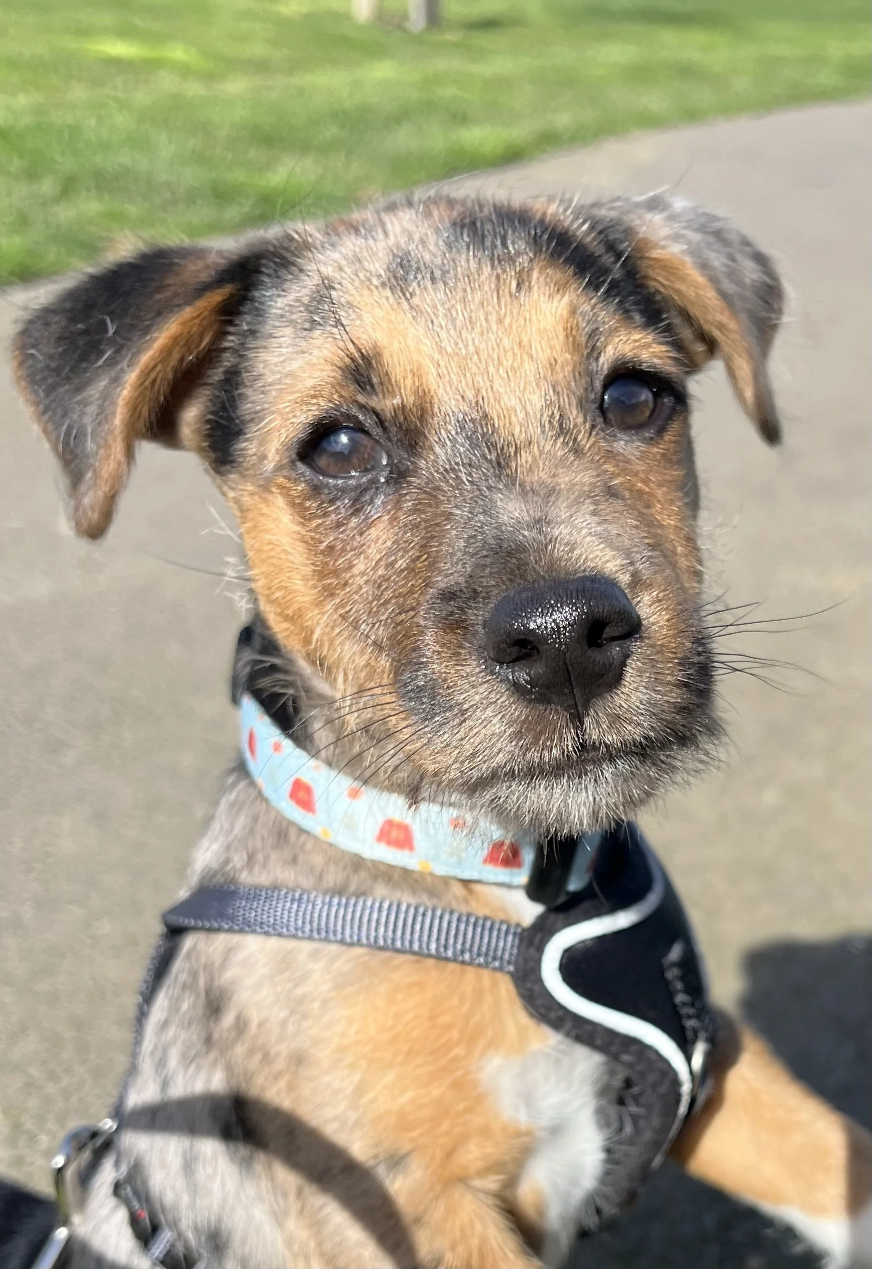 Young Otis looking up with a sweet, curious expression and his characteristic puppy dog eyes.