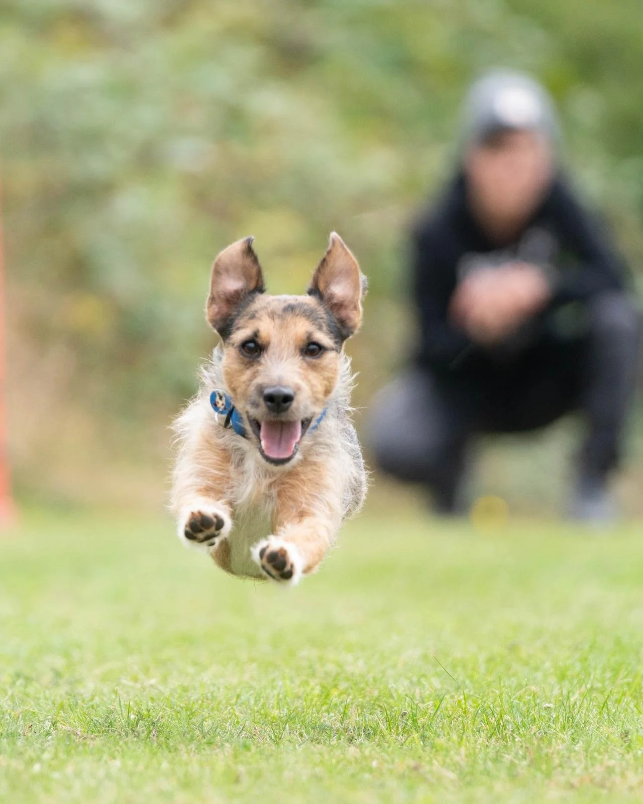 Otis, a playful blue merle Jack Russell, running happily across a grassy field.