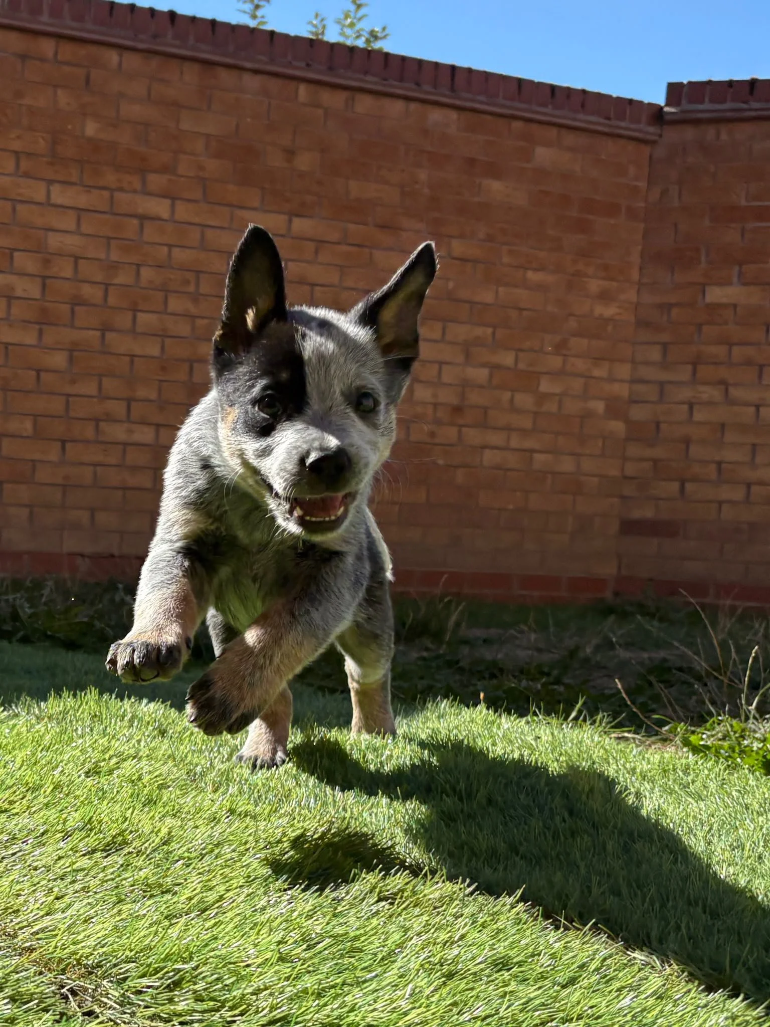 A playful puppy running on a grassy lawn with a brick wall and blue sky in the background.