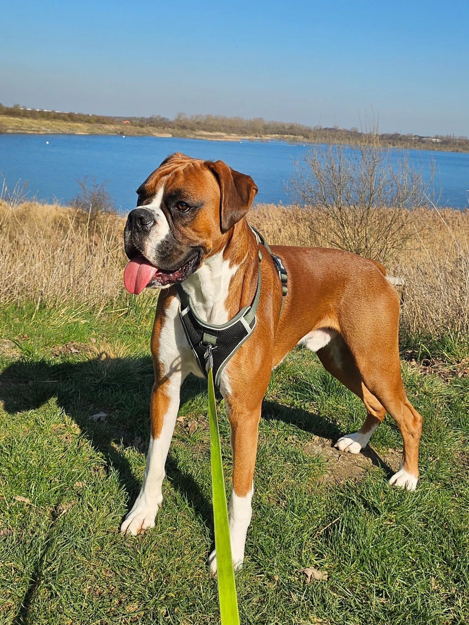 Frank the Boxer enjoying a relaxing walk around the lake with Star’s Walks Pet Services.