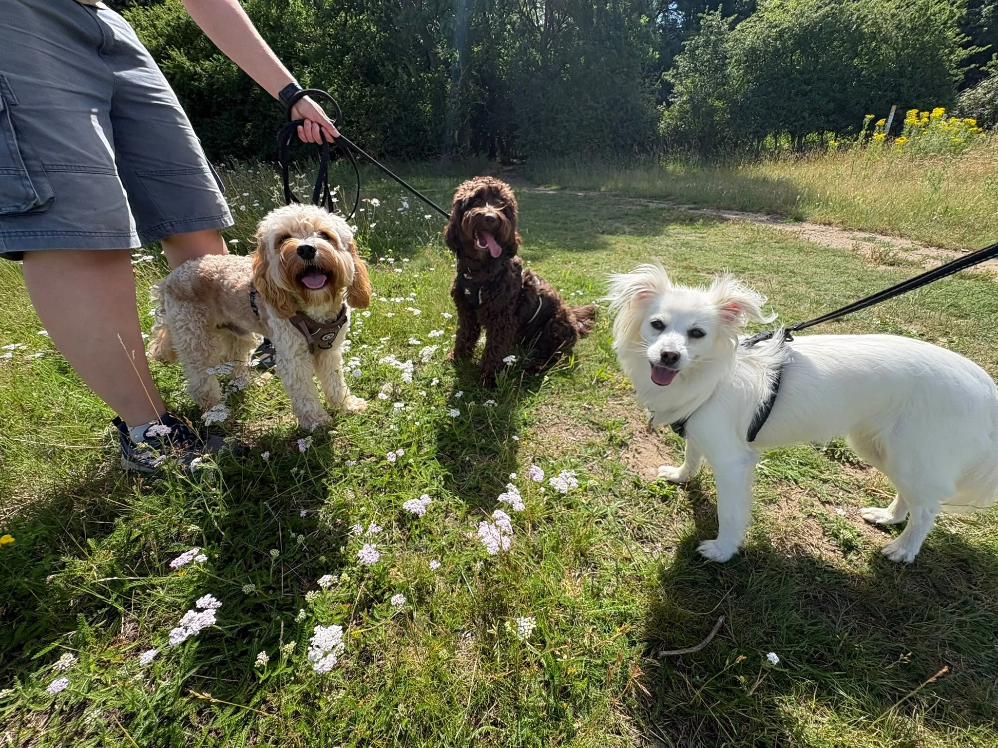 Buddy, Kovu & Holly enjoying a structured group walk with Star's Walks Pet Services.