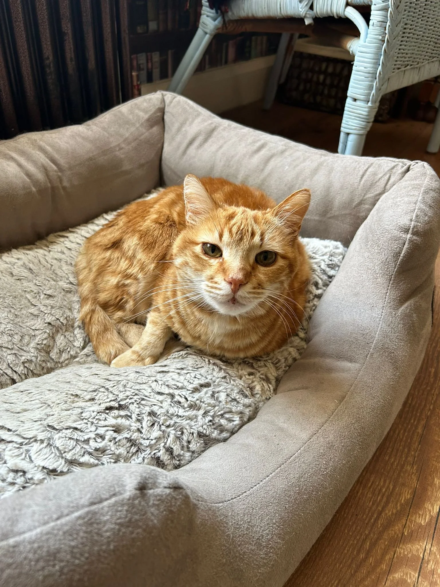 Milo the orange tabby cat relaxing in his bed during a pop-in visit from Star’s Walks Pet Services.