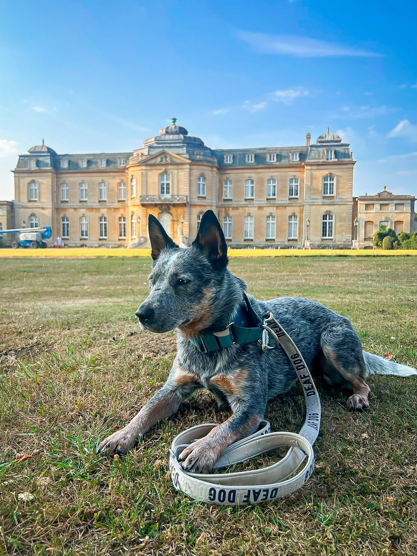 Naya wearing her deaf dog lead while relaxing during a training session at Wrest Park with Star’s Walks Pet Services.