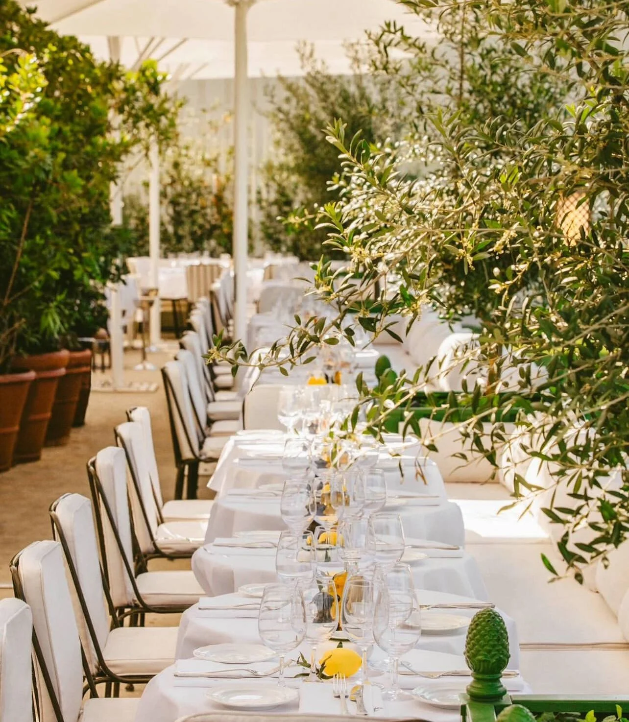Elegant outdoor dining setup with white tablecloths, glassware, and green plants along a long row of tables, with sunlight filtering through the foliage.