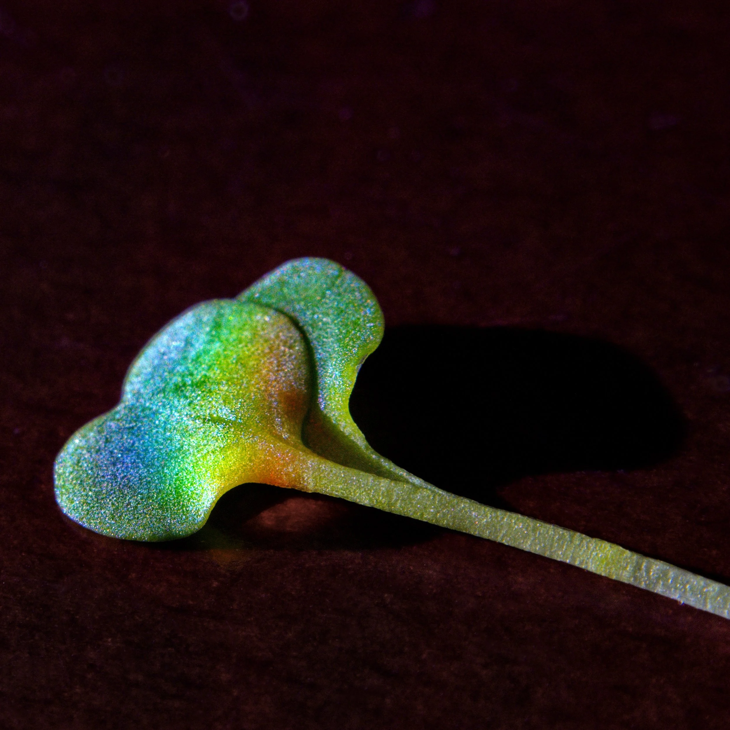 _DSC7309h.jpg