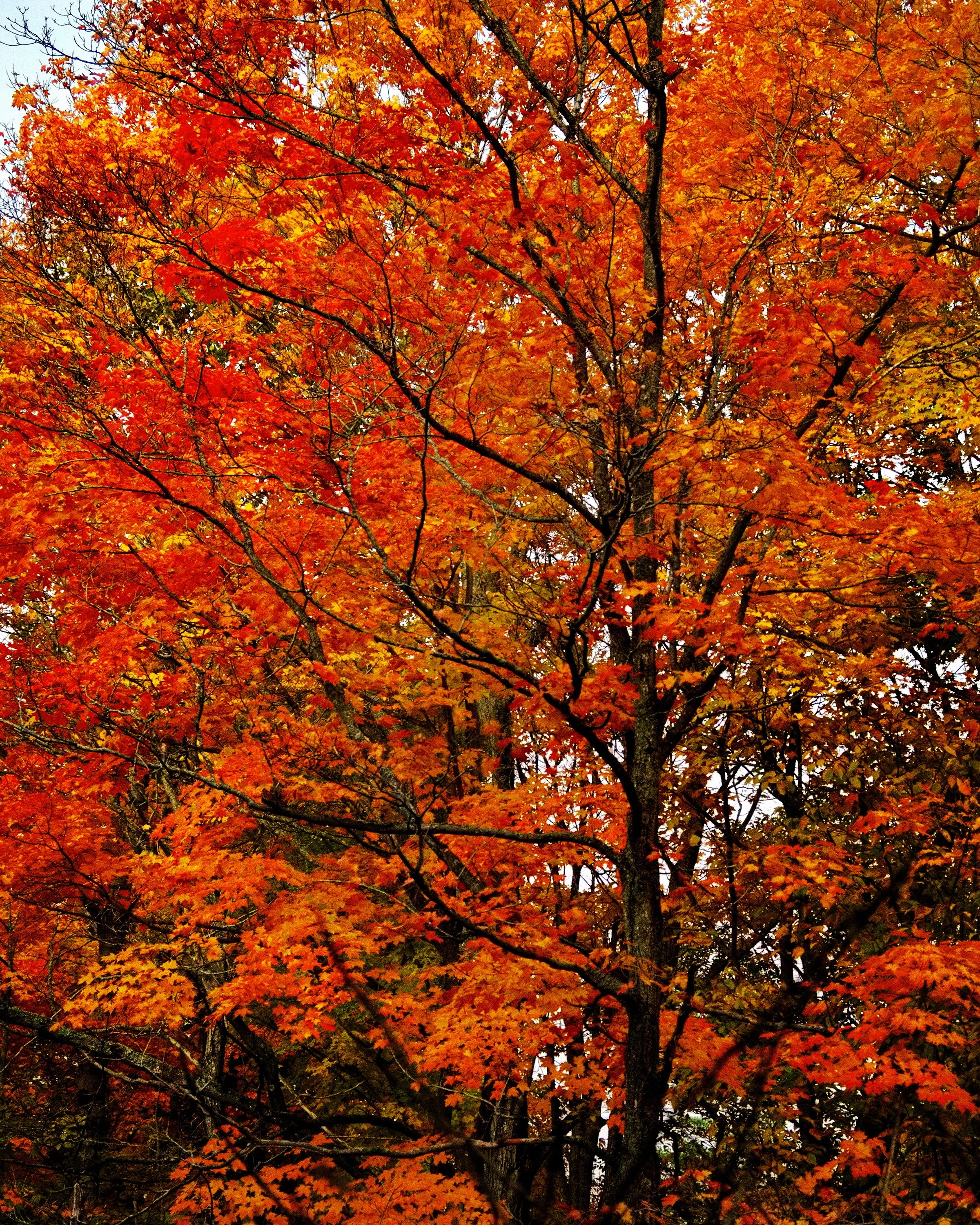 DSC_2526j.jpg