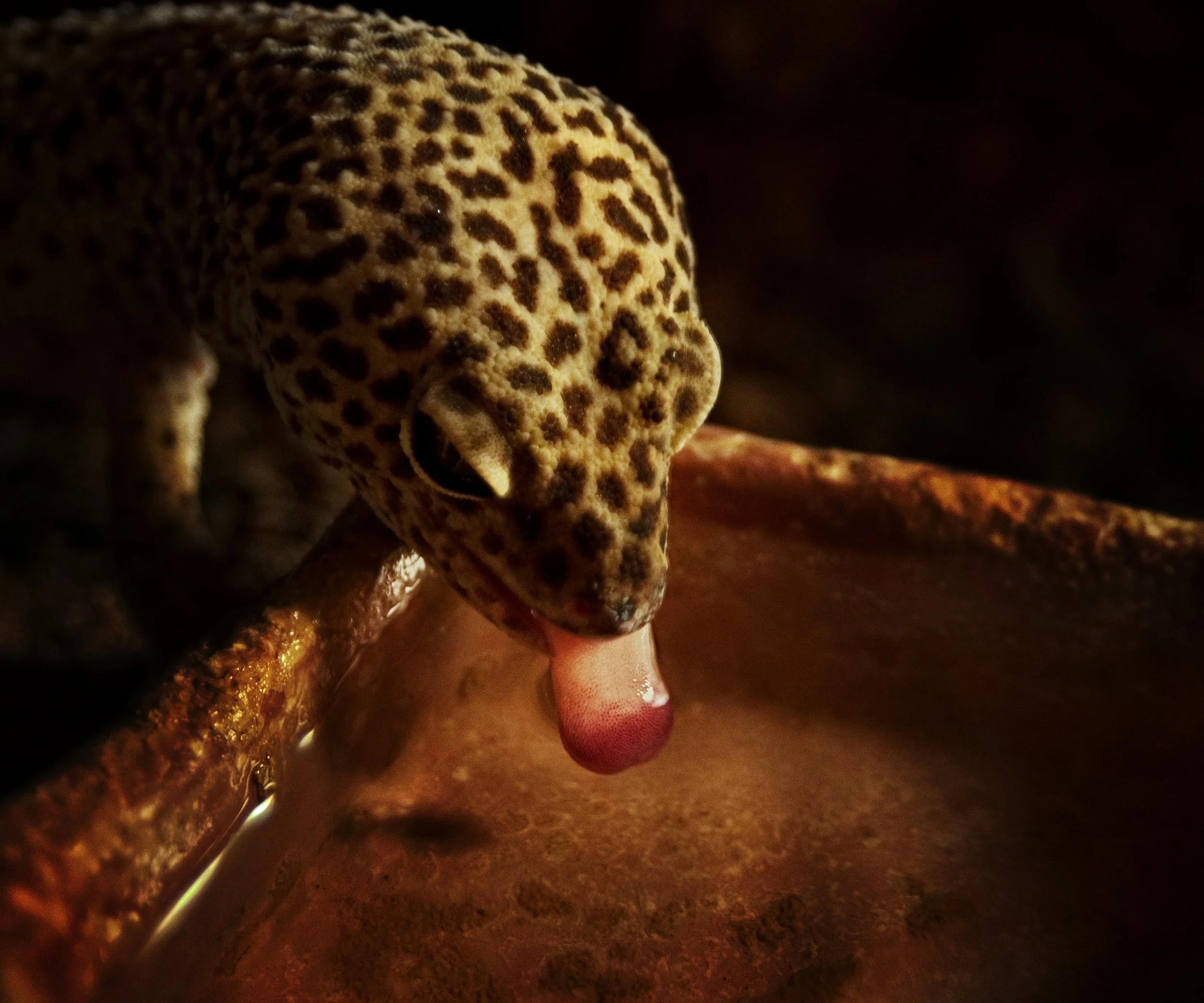 Animals & Insects