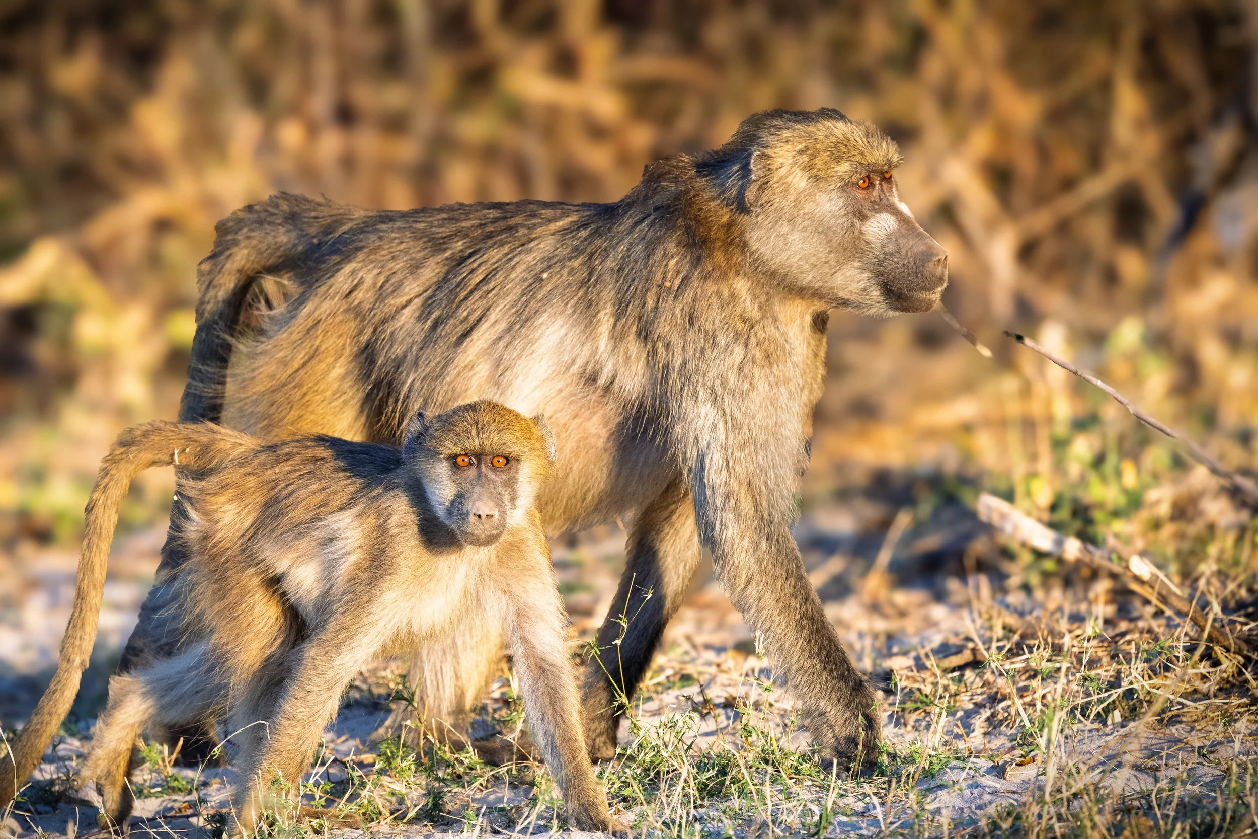 Adult and juvenile baboons walking on a grassy outdoor area with blurry trees in the background.