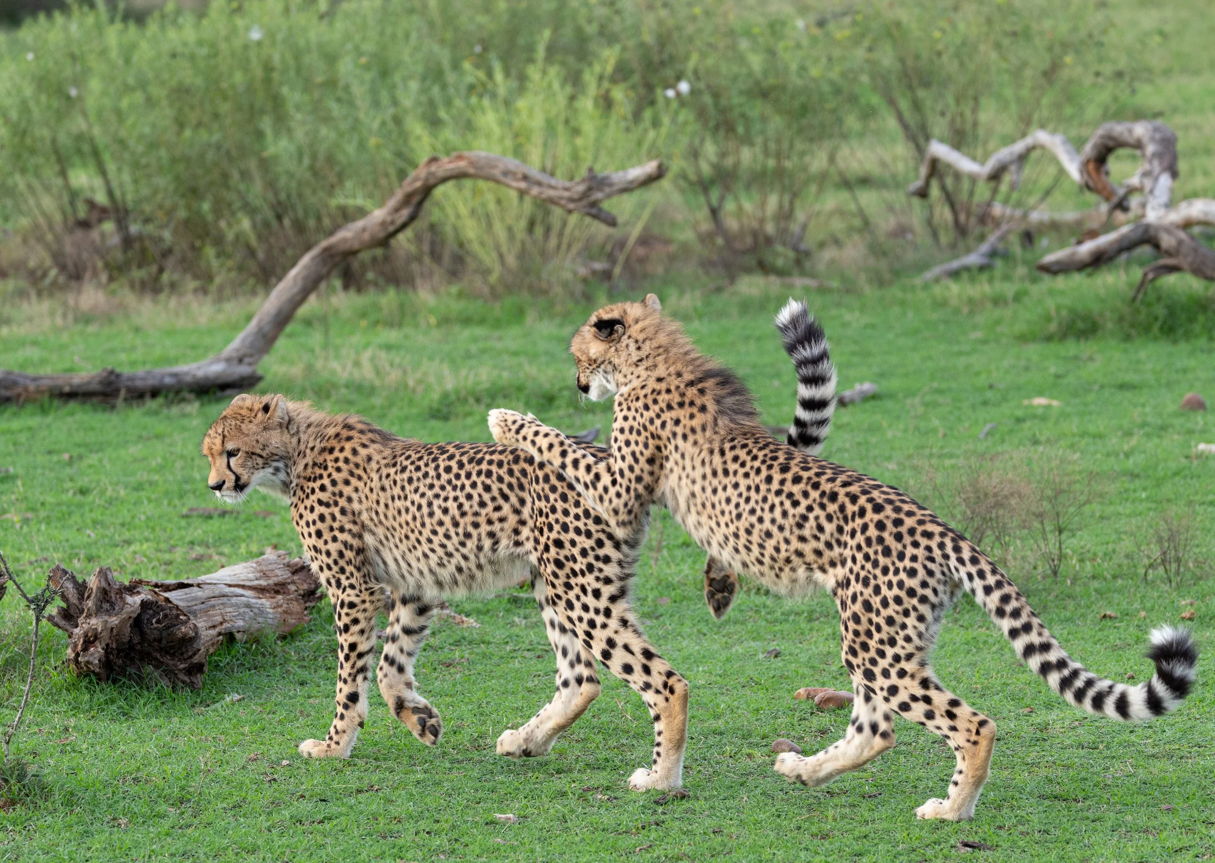 Two cheetahs on grassy land with trees and fallen logs in the background.