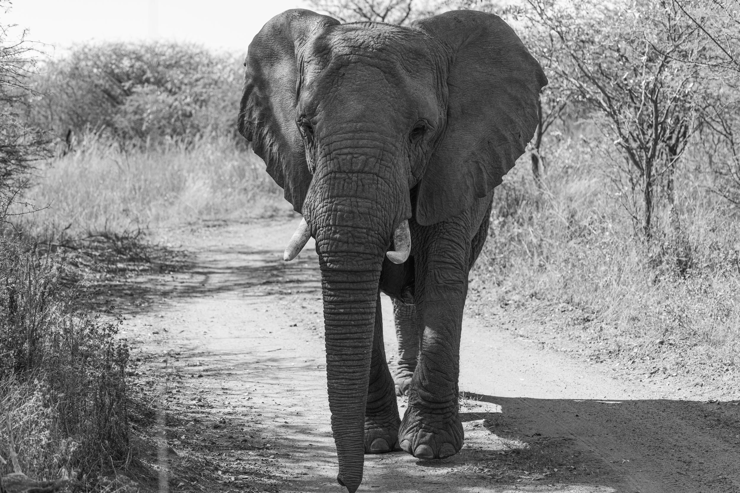 A black and white photo of an elephant walking on a dirt path with trees and bushes on either side.