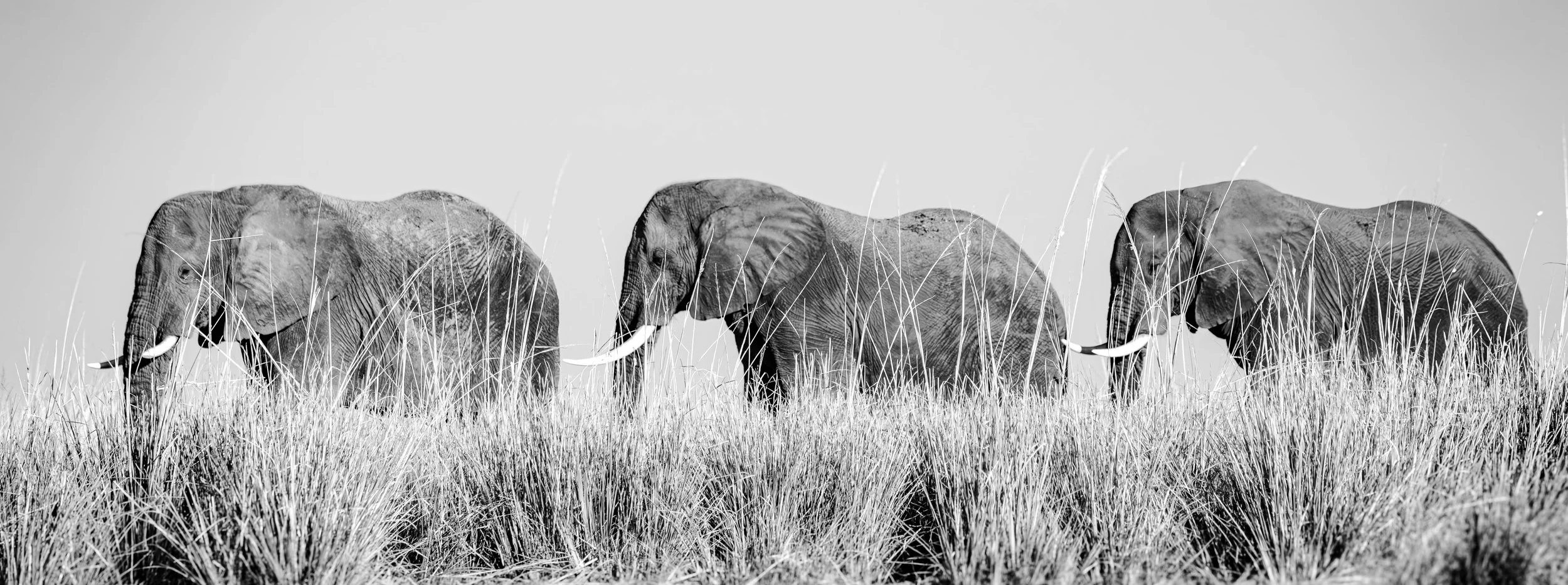 Four elephants walking through grass in a black and white photograph.