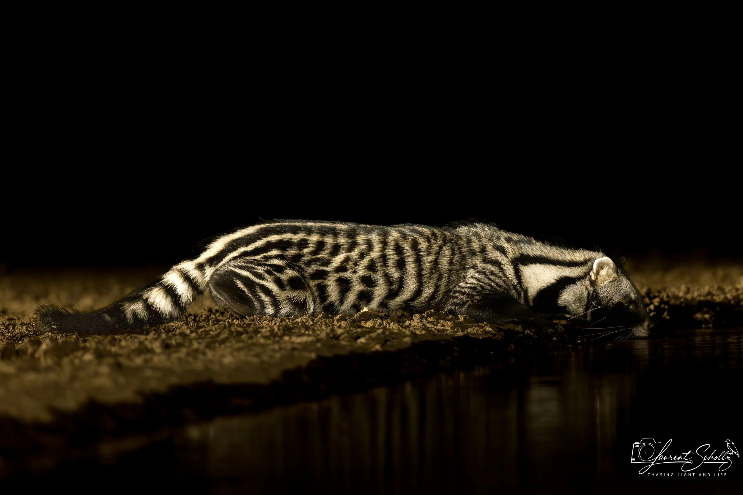 A black and white striped civet stretching on a ground covered with dirt or gravel at night, dark background with no visible surroundings.