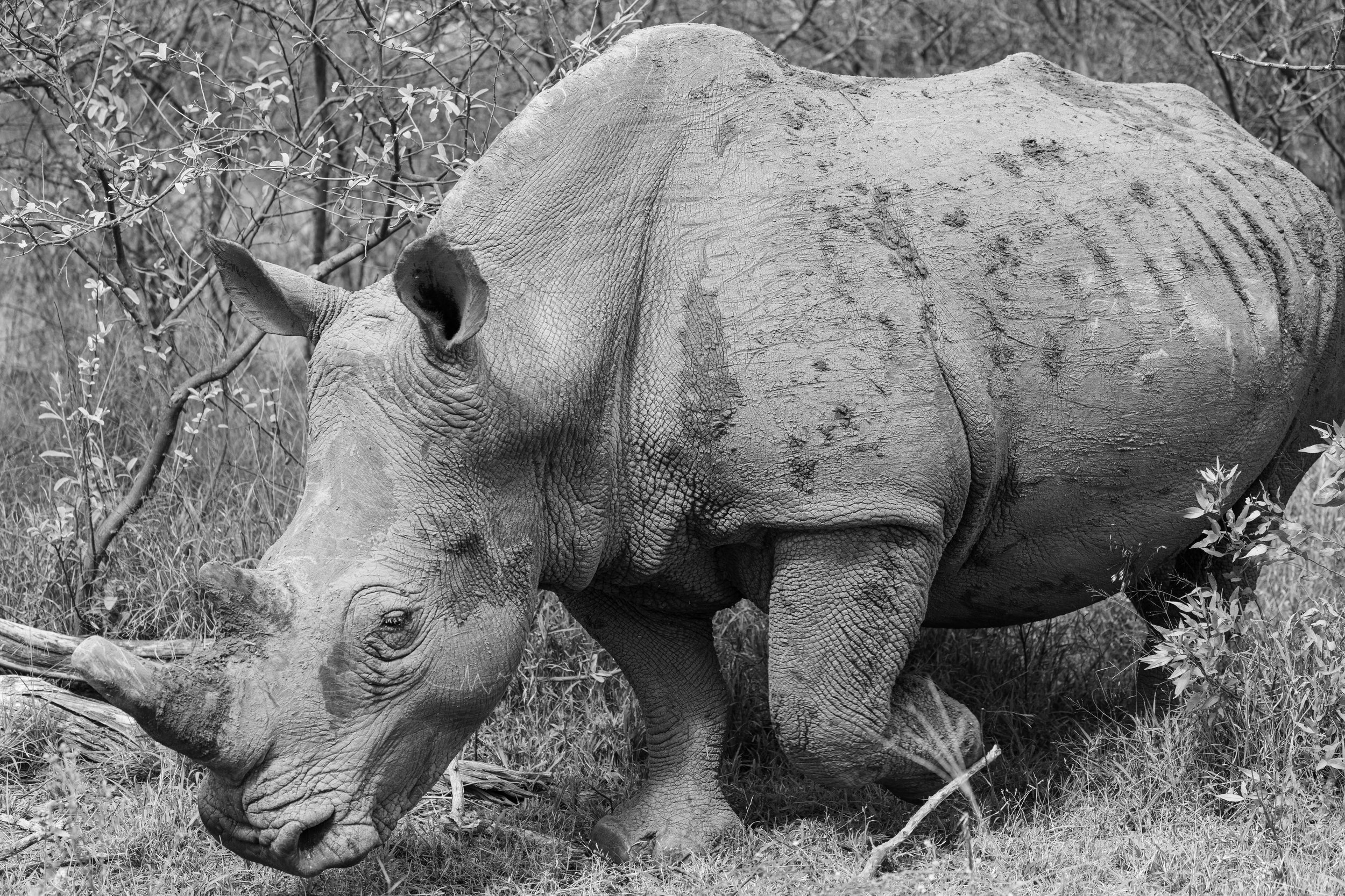 Black and white photo of a rhinoceros standing among grass and bushes.