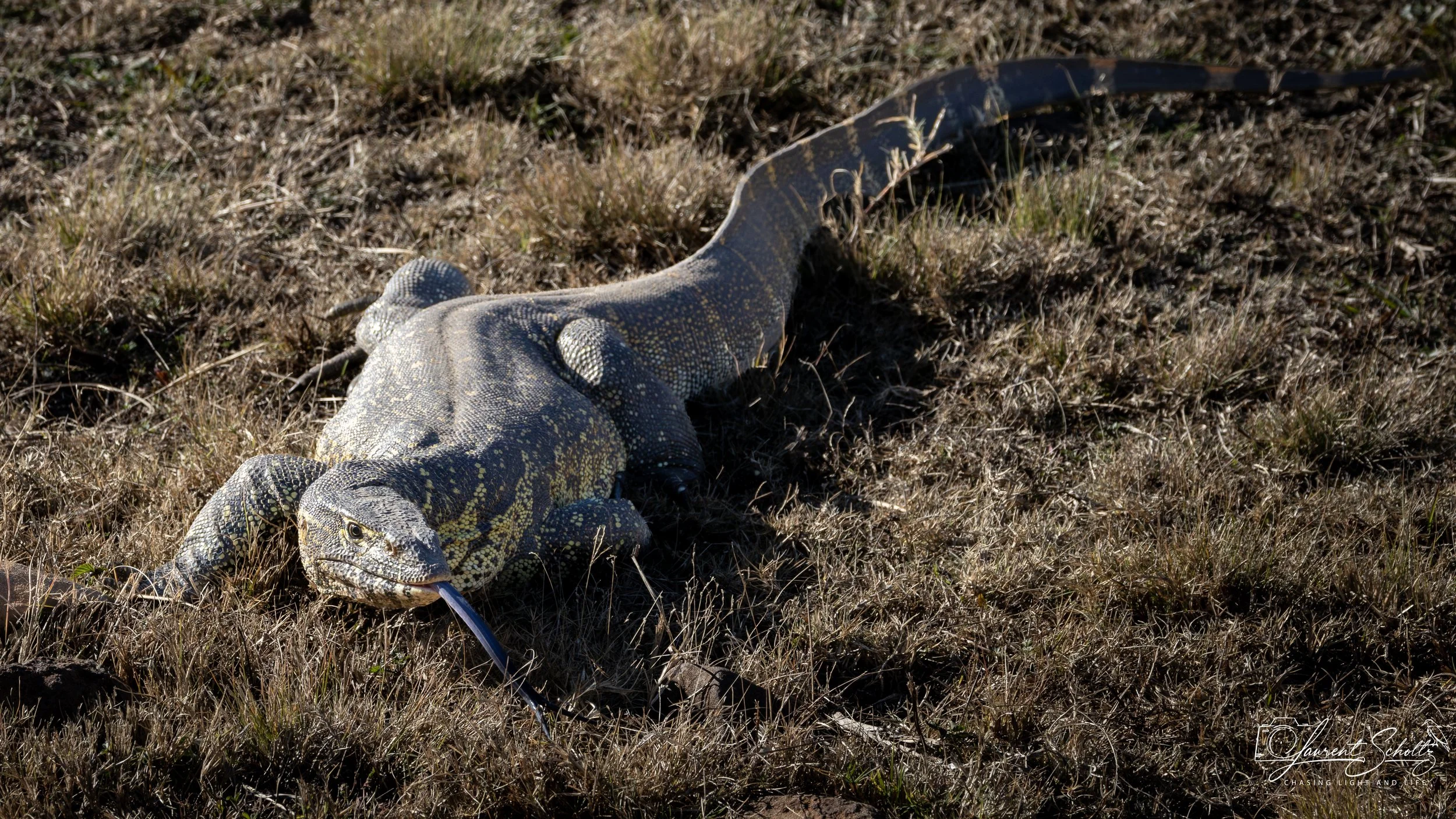 A large monitor appearing to eat a small snake in dry grassland.