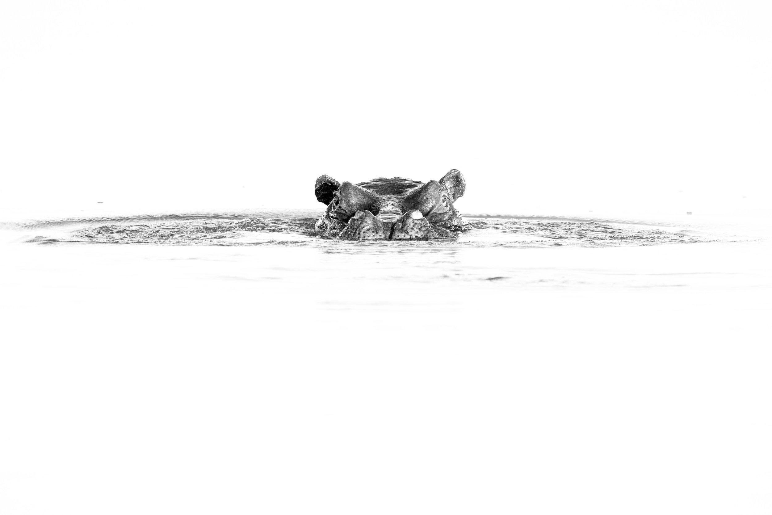 A black and white photo of a hippopotamus partially submerged in water, with only its head and part of its back visible.