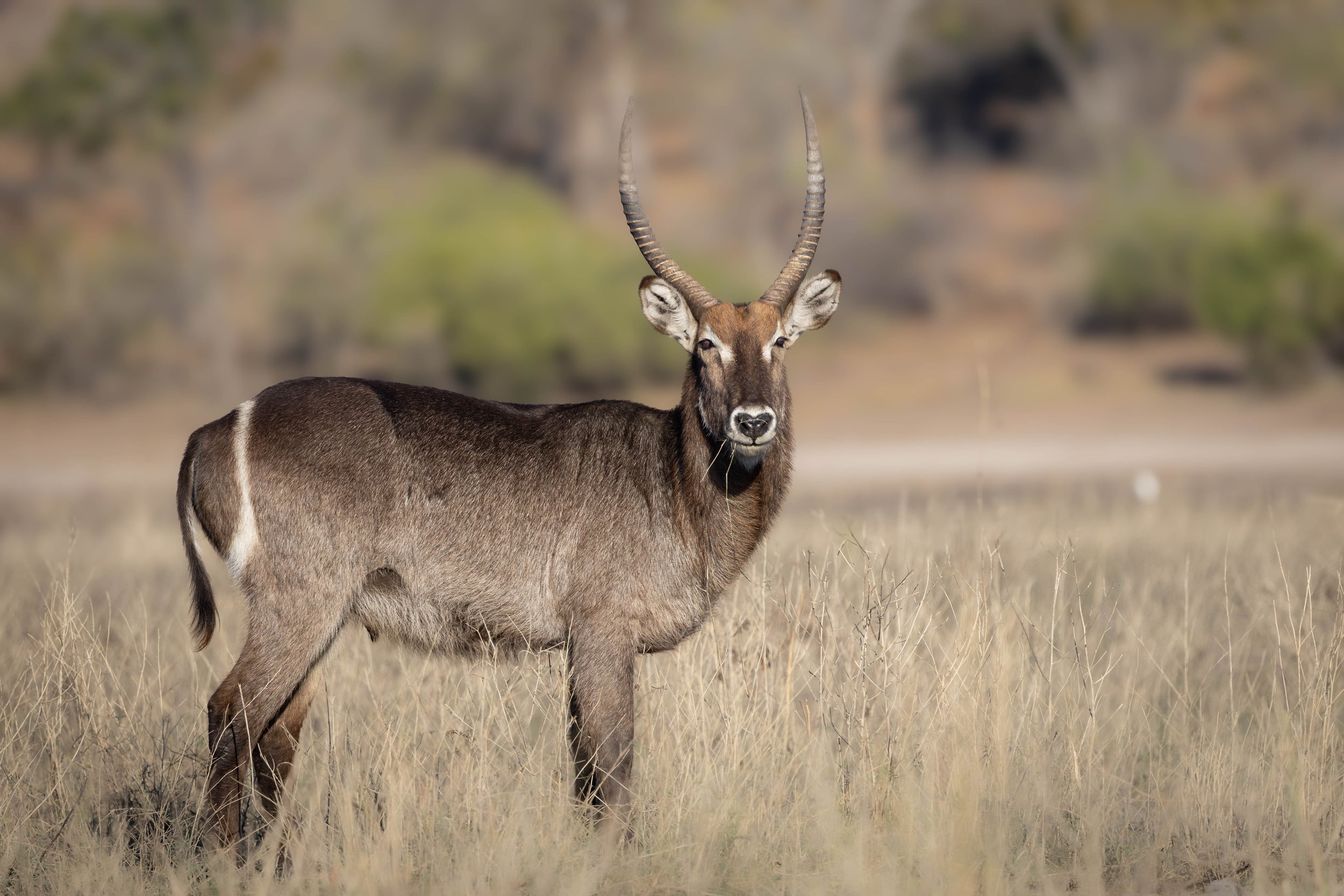A lone male Water buck antelope standing in a grassy field with a blurred background of trees and open sky in Chobe.