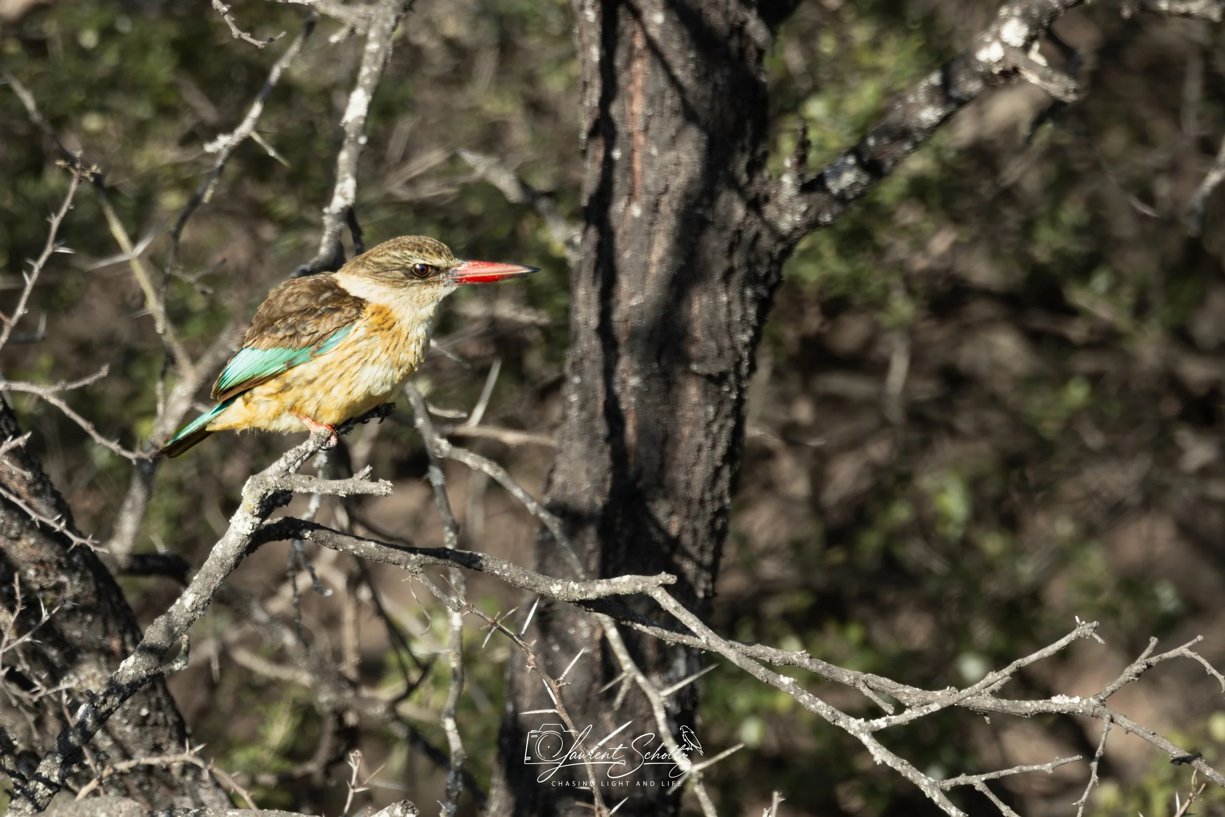A small bird with a colorful beak and vibrant feathers, perched on a branch, surrounded by dense tree branches and bark.