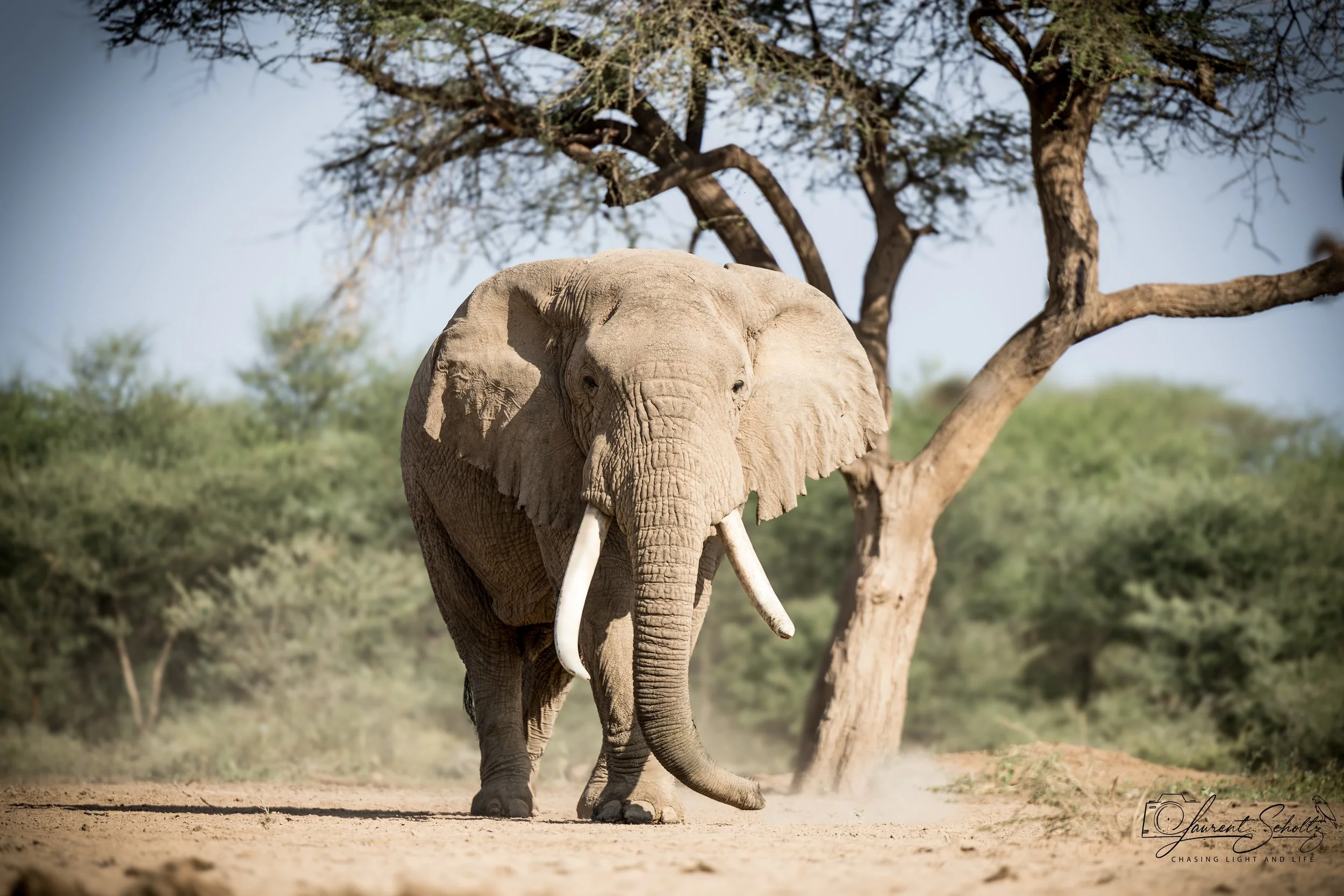 An elephant walking on dirt ground with a tree in the background under a clear sky.