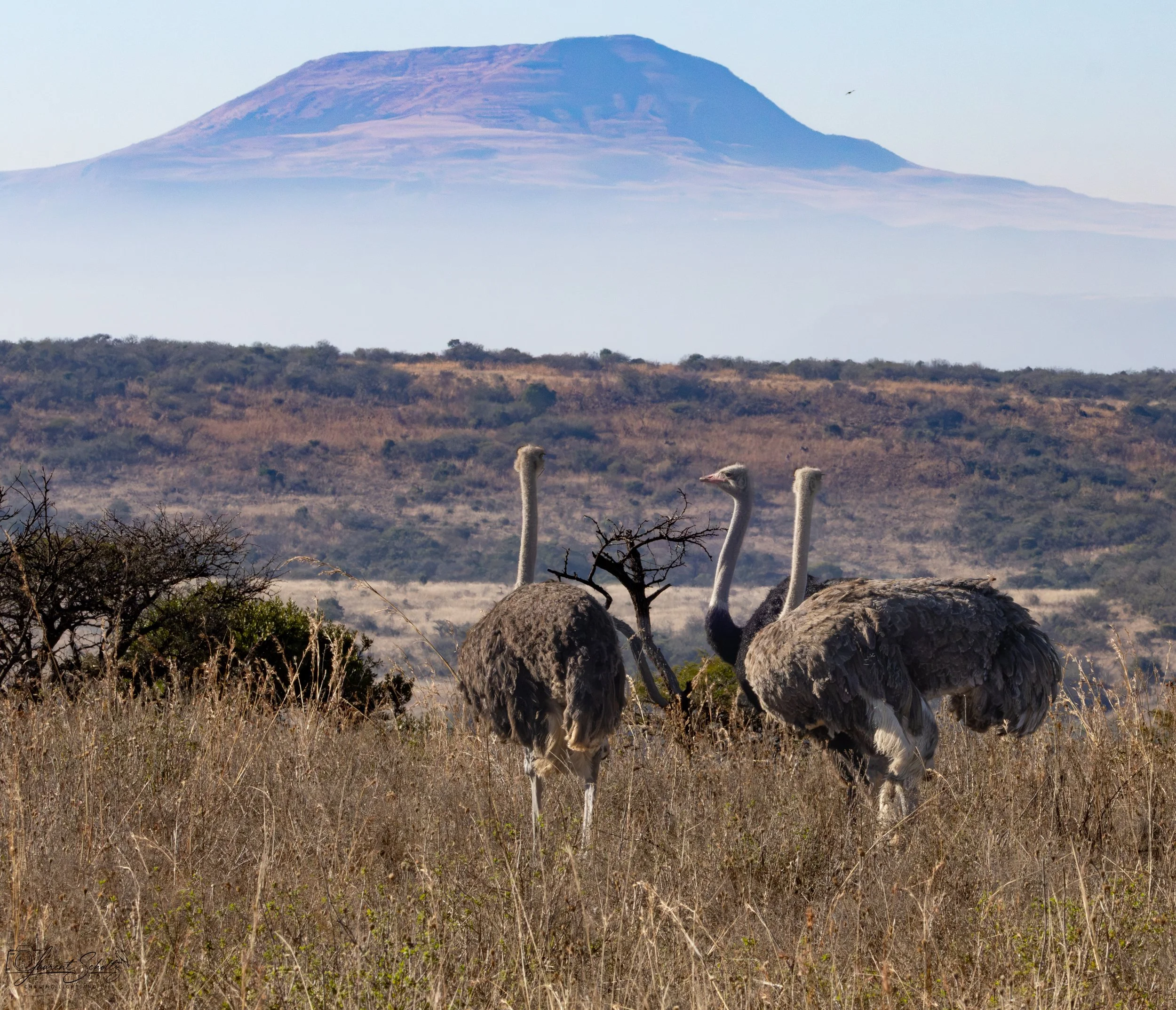 Three ostriches standing in dry grassland with a mountain in the background.