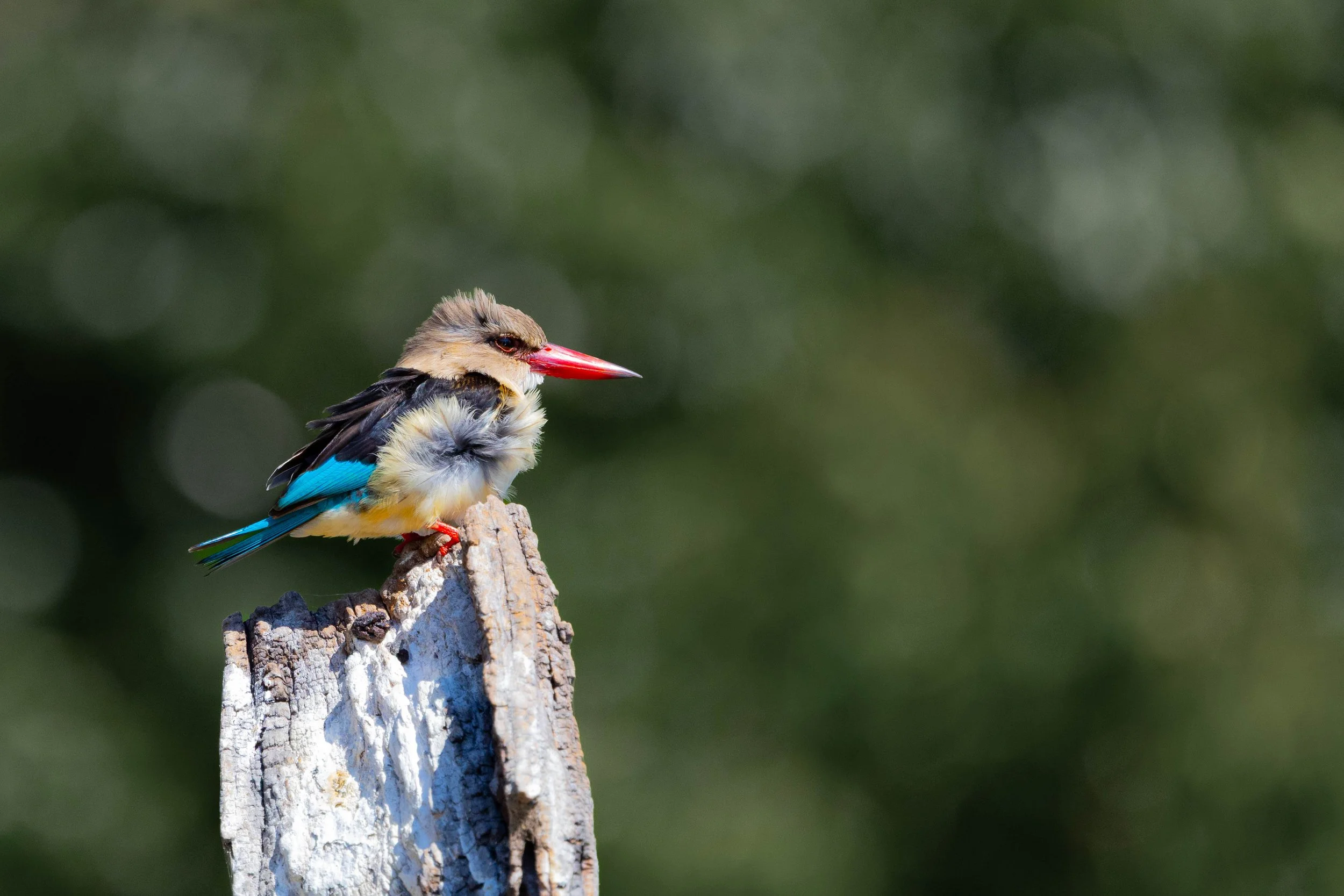 Colorful kingfisher bird perched on a weathered branch, with a blurred green background.