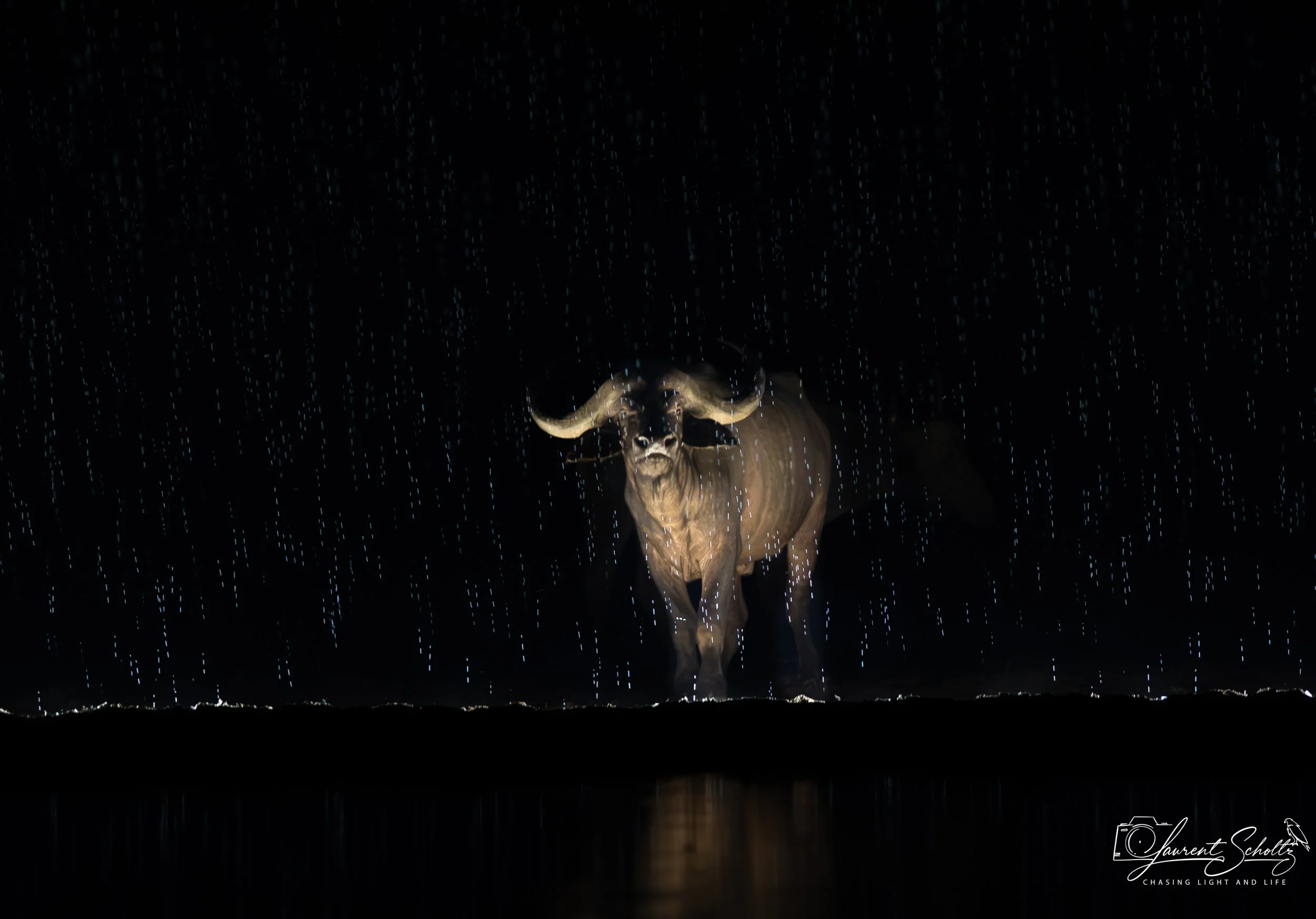 The image shows a buffalo at Shompole  illuminated from below, with water droplets falling around it in a dark setting.