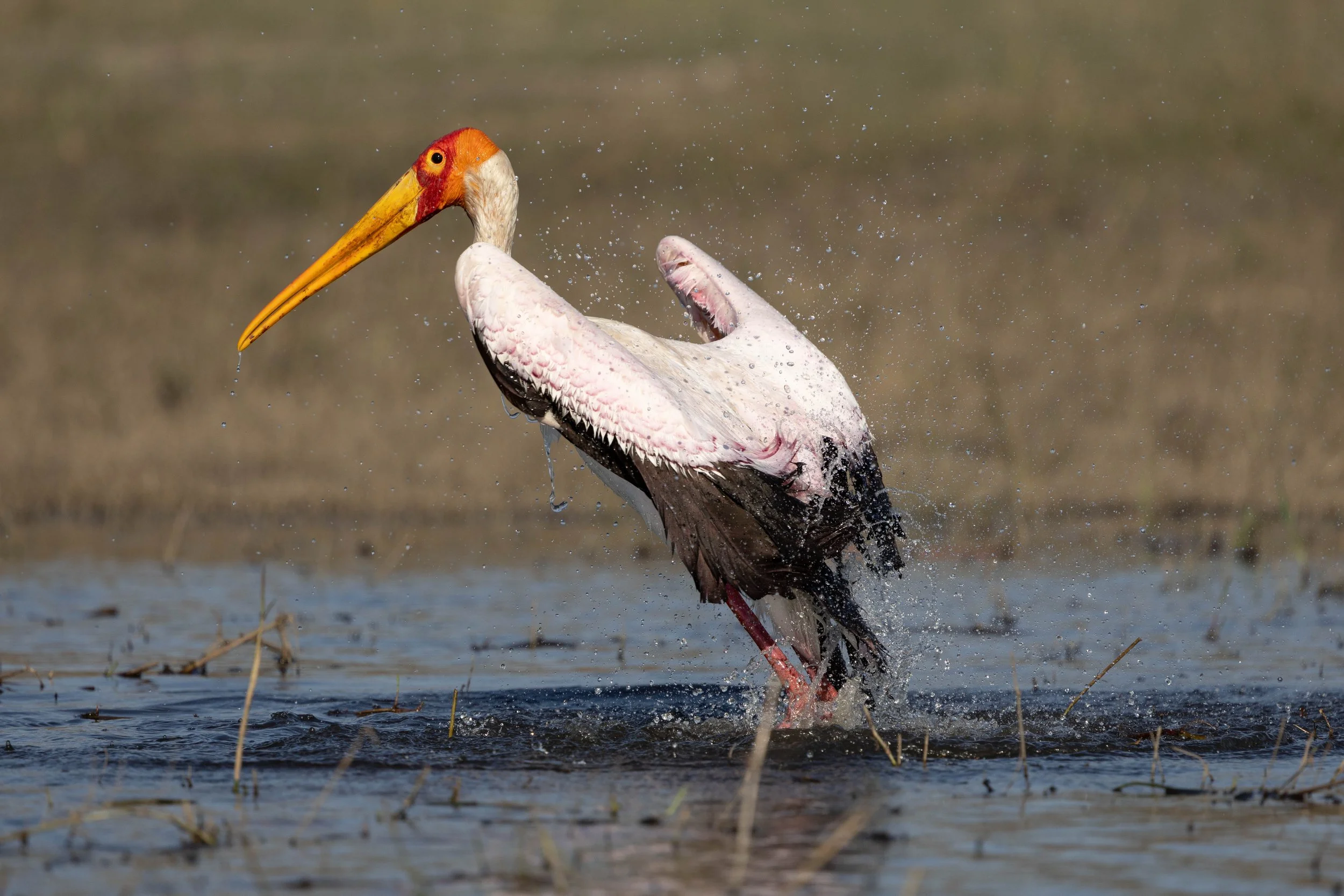 A stork with a yellow beak and pinkish-white feathers, standing in shallow water with ripples, surrounded by mud and grass.