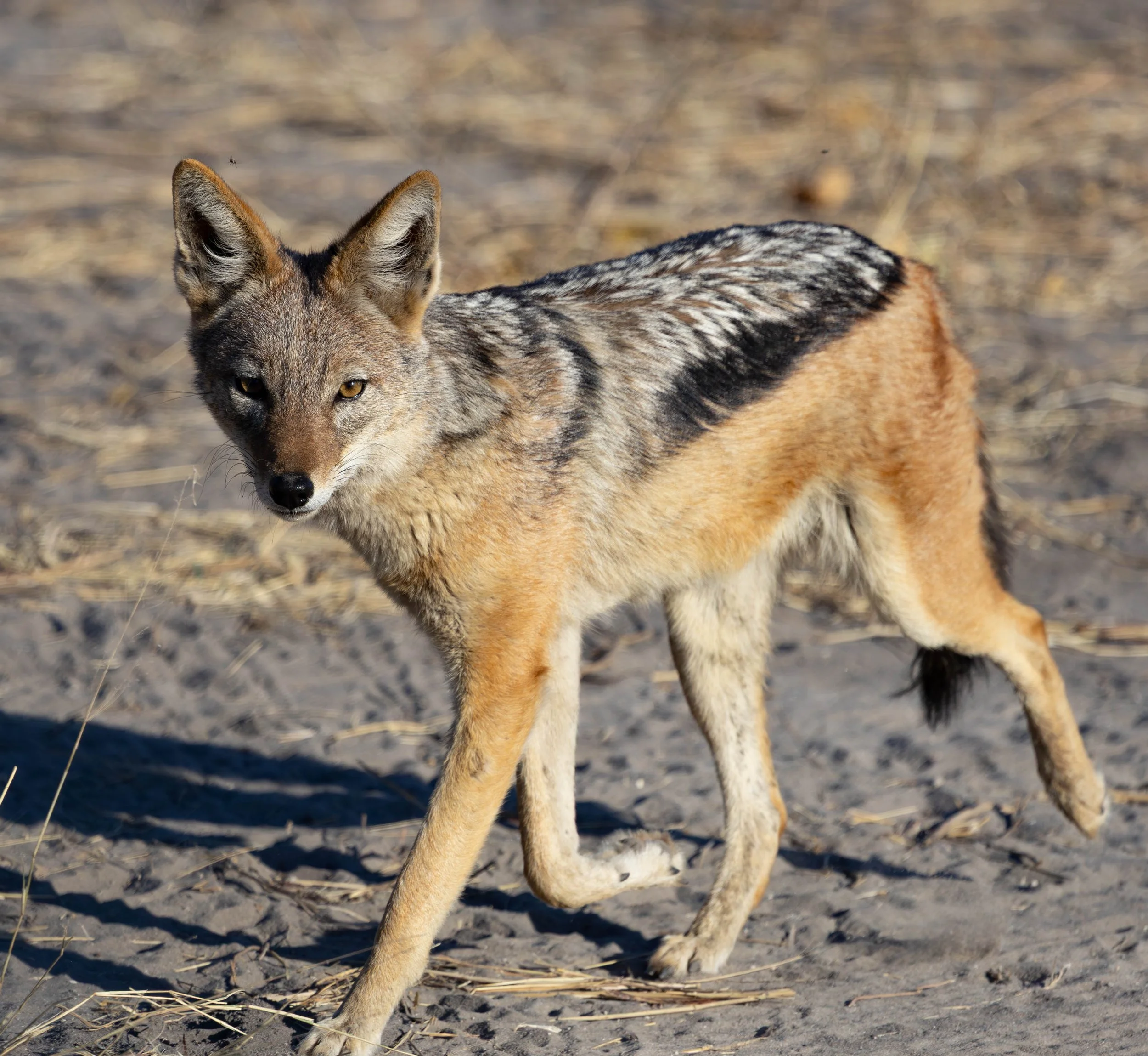 A black backed jackal standing on a sandy, grassy area with dry vegetation, looking at the camera.