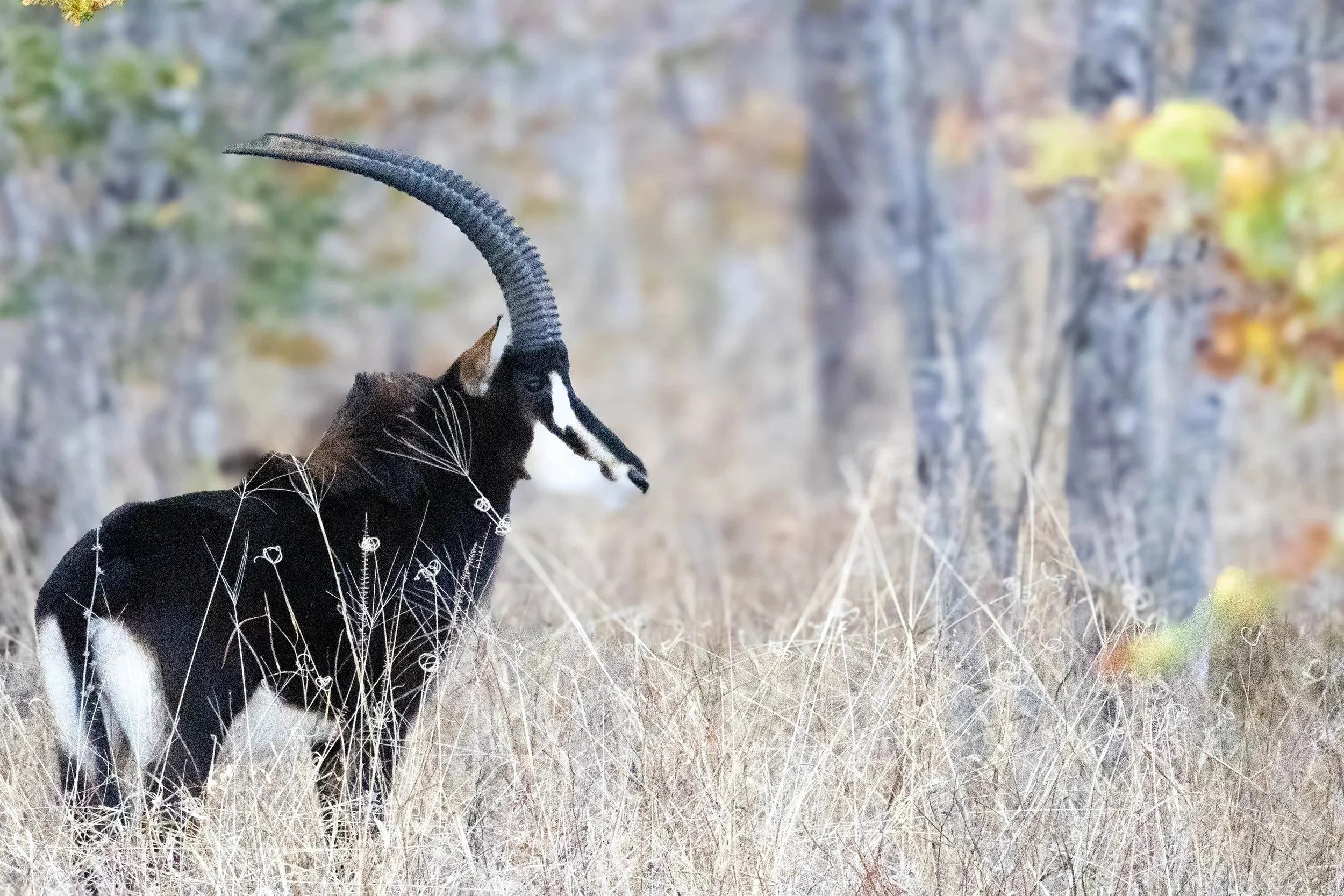 A black and white sable with long, curved horns standing in a grassy field with tall, dry grass, trees, and a blurred background.