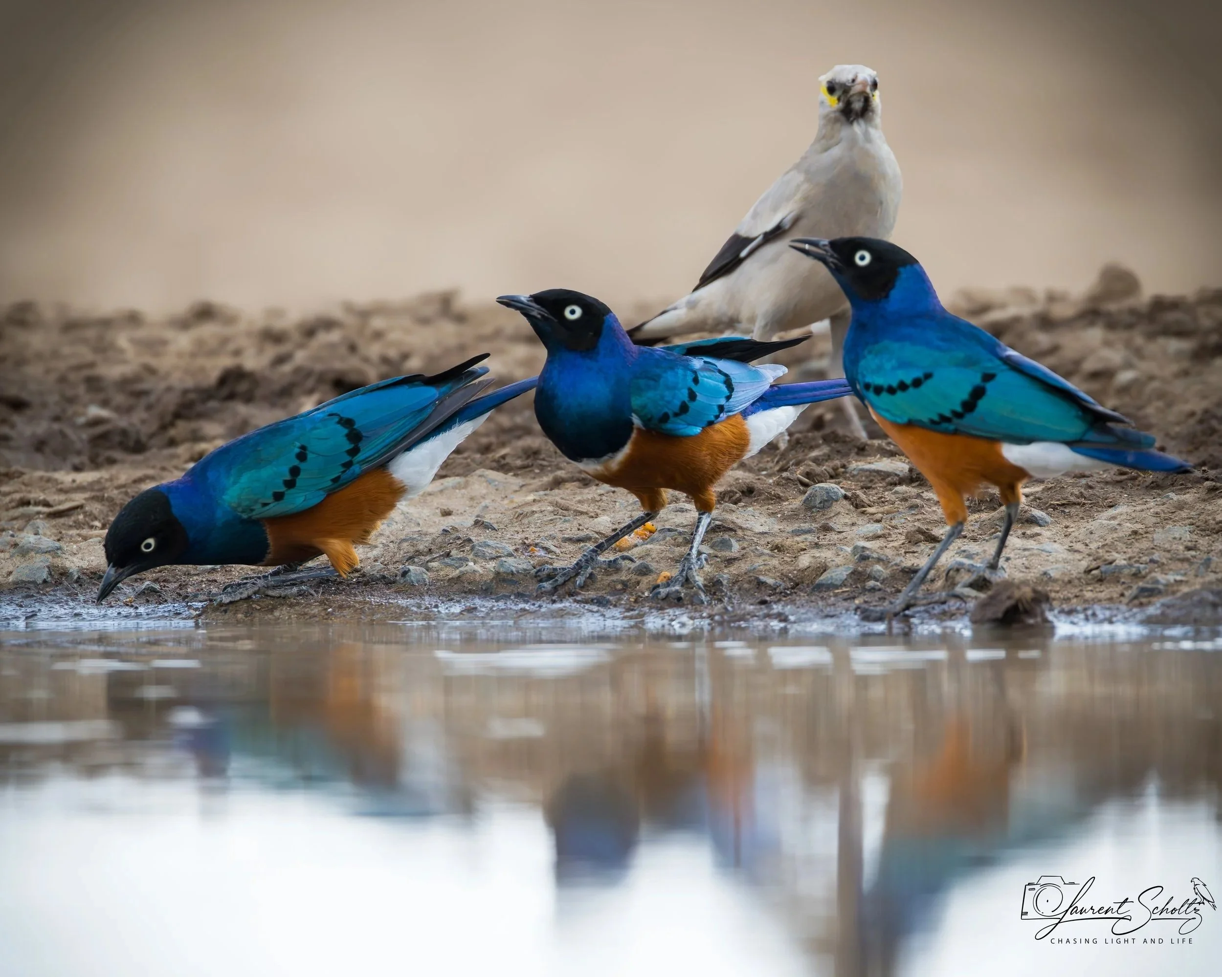 Three superb starling  are standing on sandy ground near water. The background is blurred.