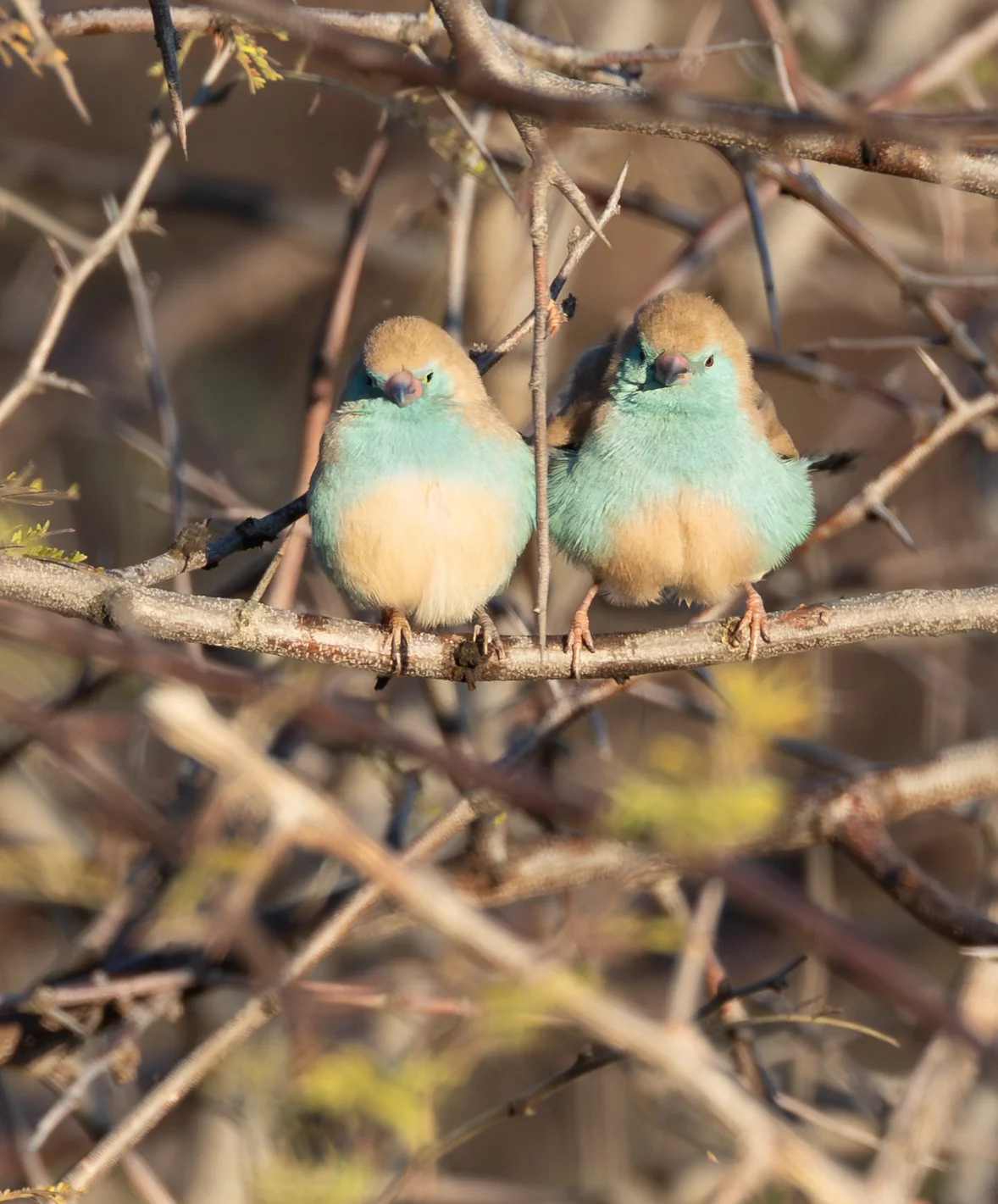 Two small, fluffy blue waxbills  with green and yellow coloring and brown heads sitting on a branch among thorny, leafless branches.