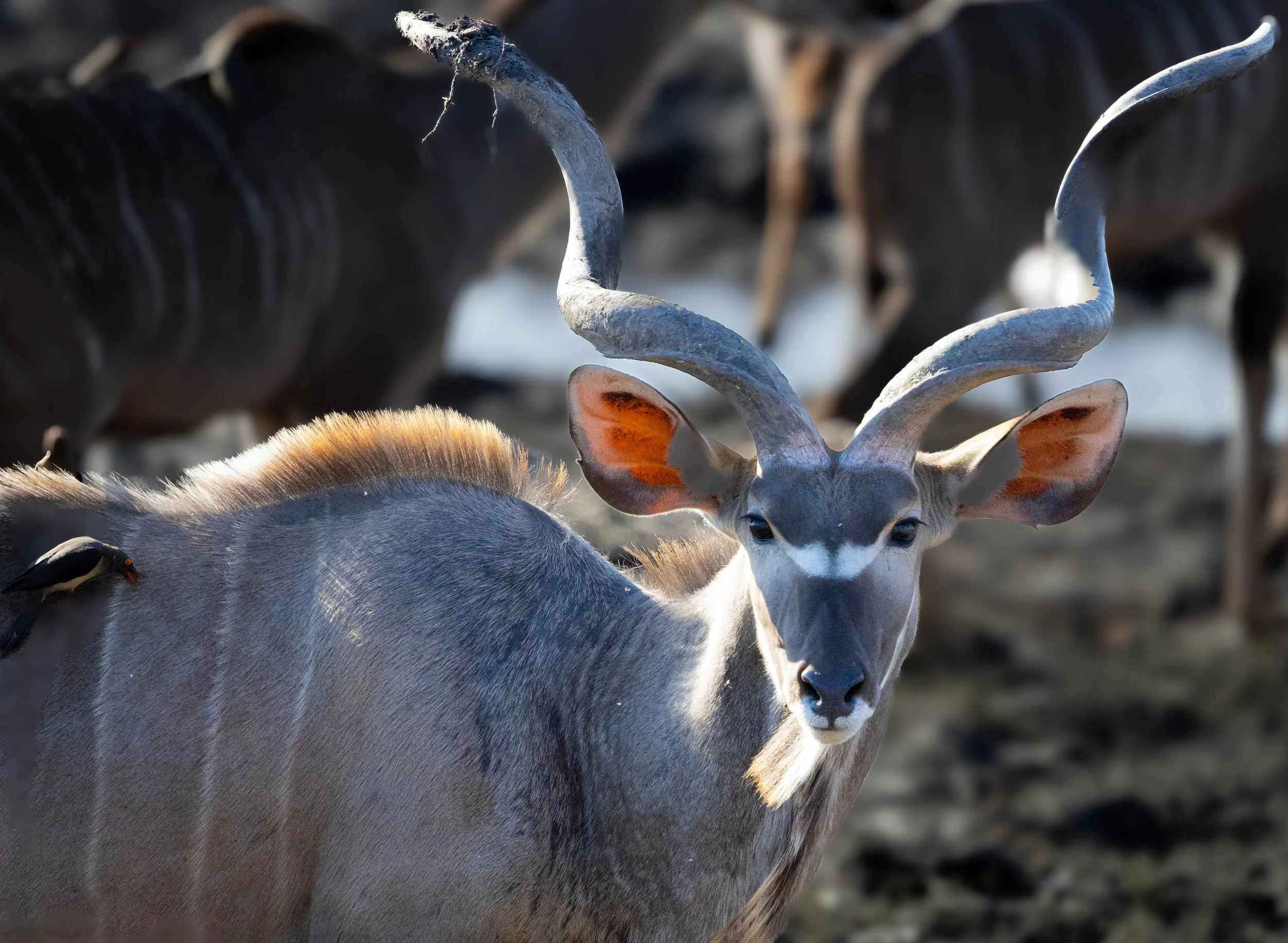 A close-up of a male kudu antelope's face and twisted horns, with other kudu herd members blurred in the background.