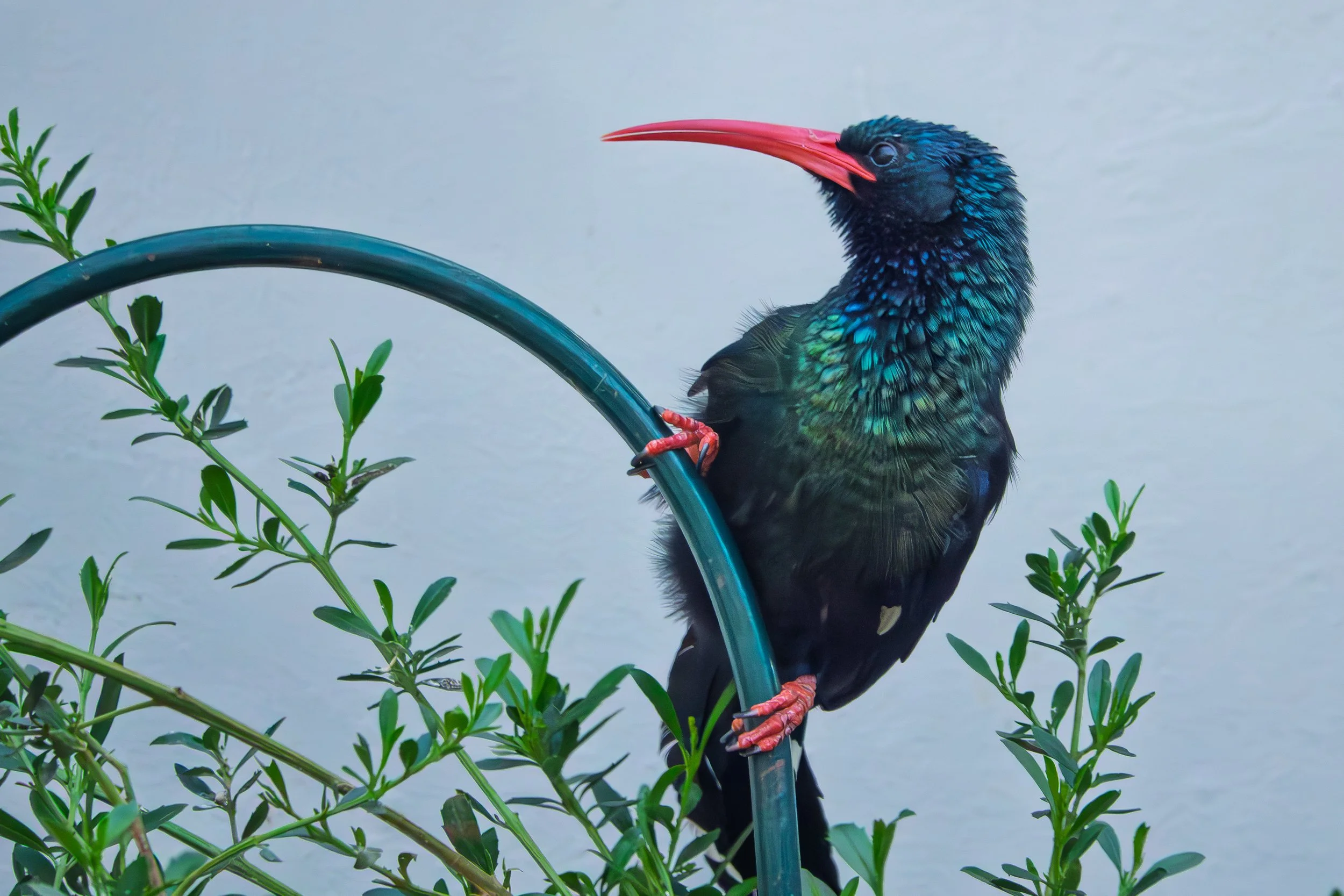 A vibrant Green wood hoopoe with iridescent blue-green feathers, a long red beak, and orange legs perched on a curved metal rod amidst green leafy plants with a plain light background.