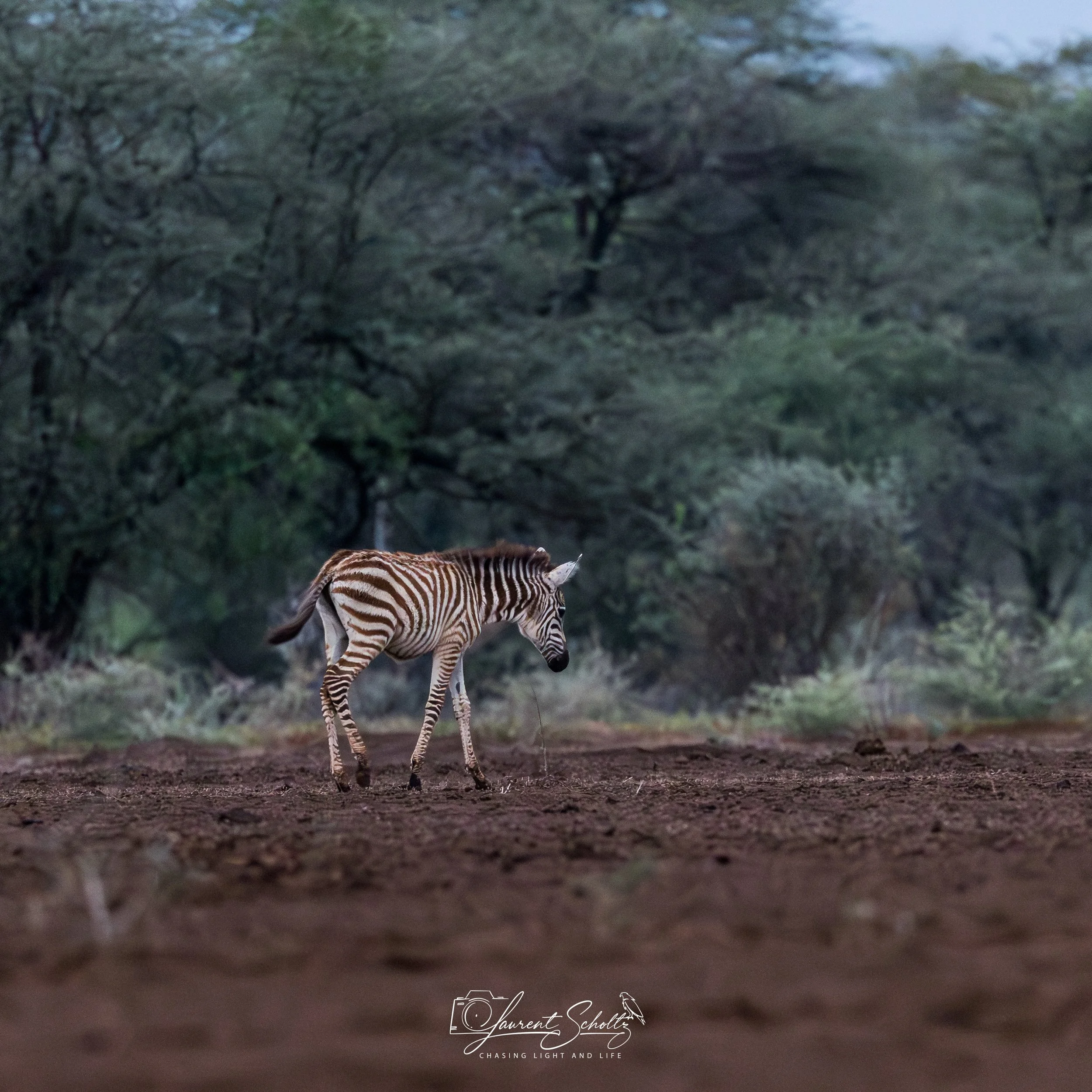 A zebra walking on the ground with a lush green forest background during daytime.