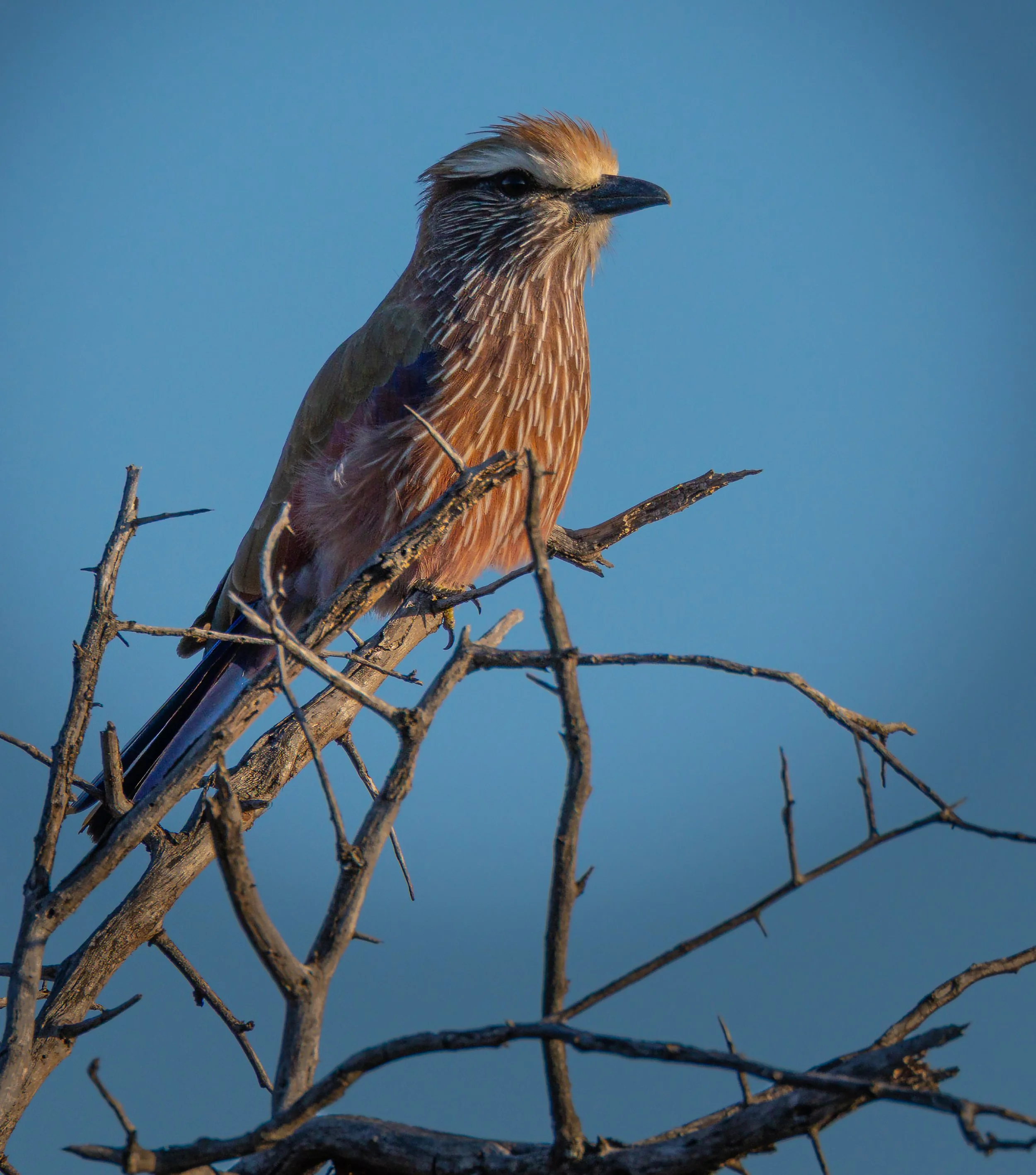 A purple roller with brown, black, and white plumage perched on a leafless branch against a clear blue sky.