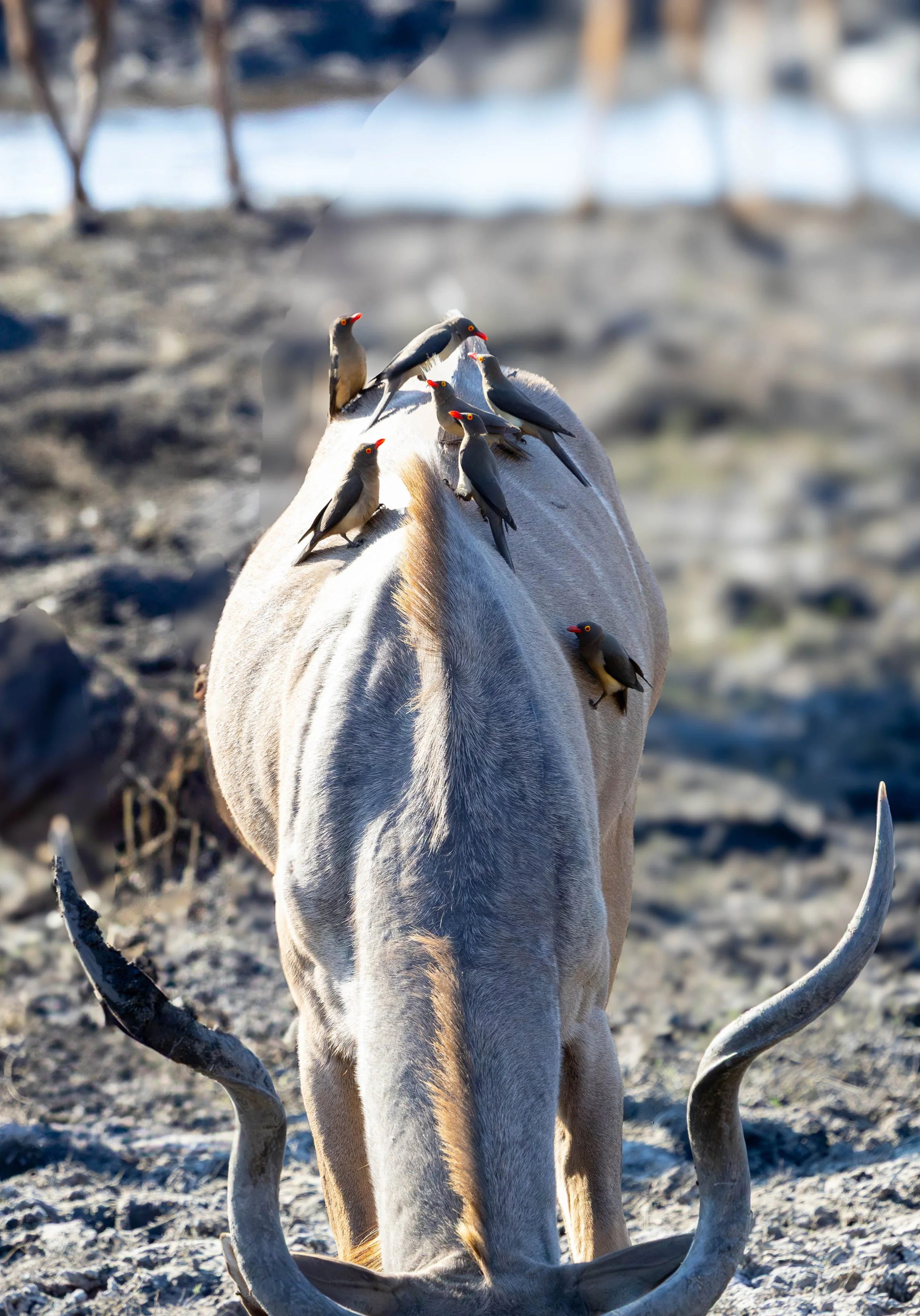 A male kudu standing on a rocky terrain, with two prominently visible curved horns in the foreground. The animals are light-colored with small, red noses and dark patches around their eyes.