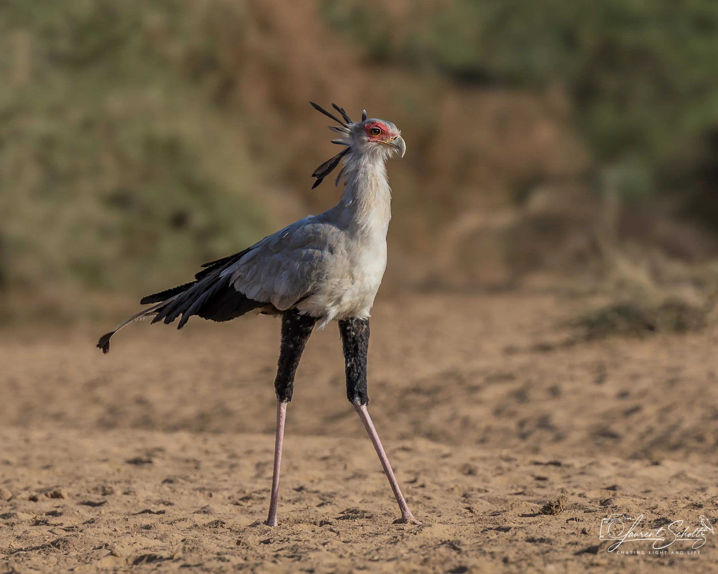 A secretary bird standing on the ground with a blurred natural background.