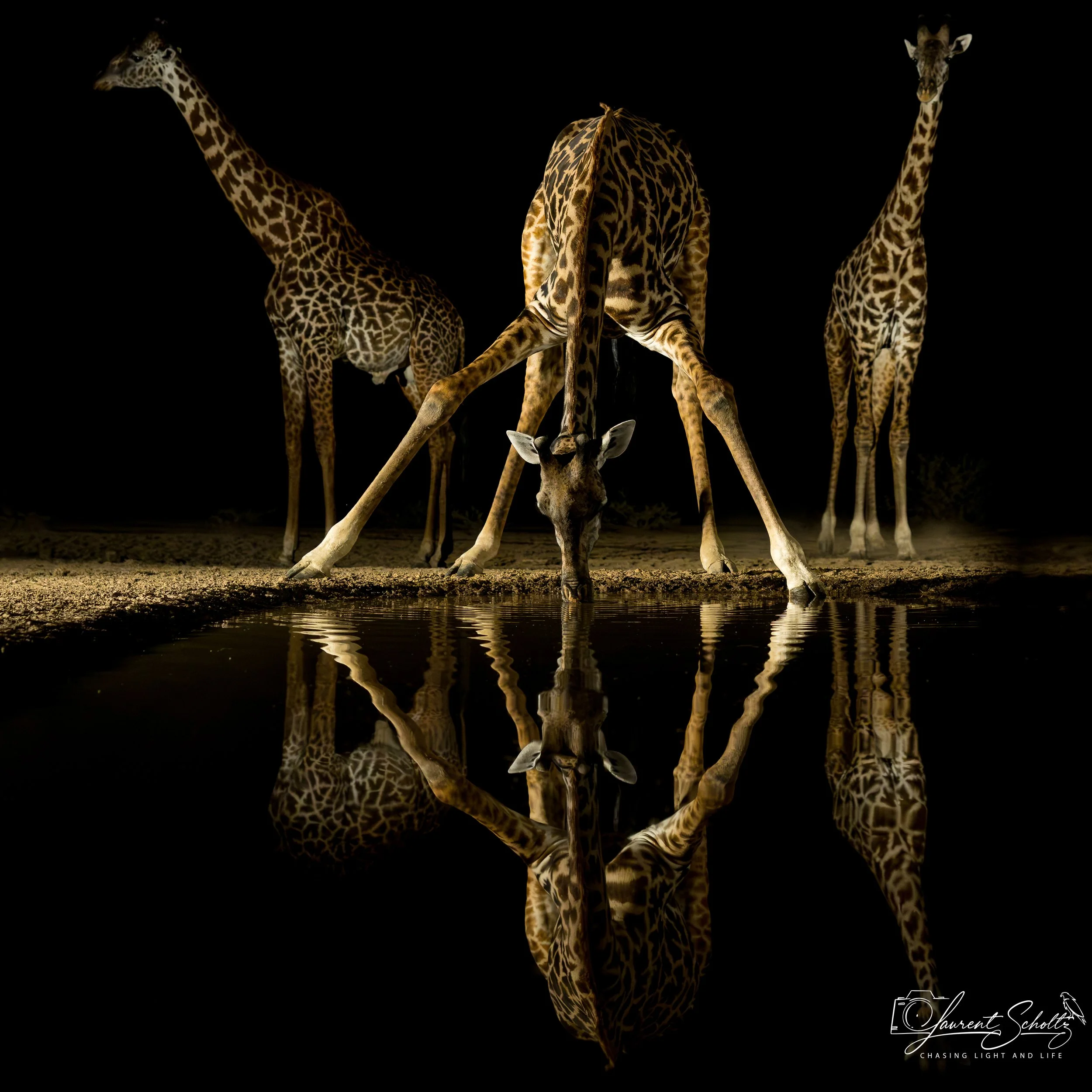 Three giraffes in a dark setting, with their long necks and distinctive spotted patterns, and reflected in water.