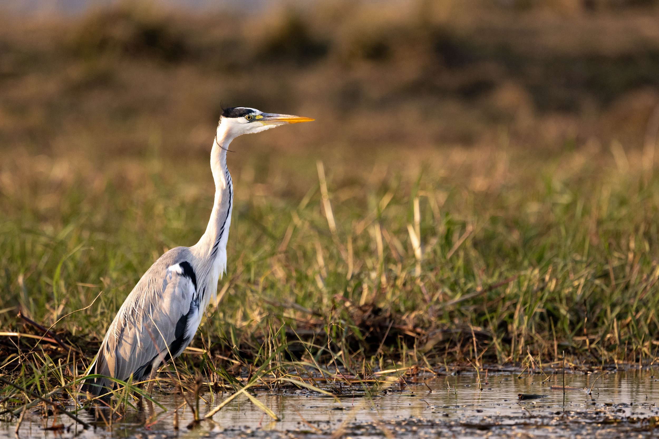 A heron standing in a marshy area with water and grass, facing to the right with a long neck and sharp beak.
