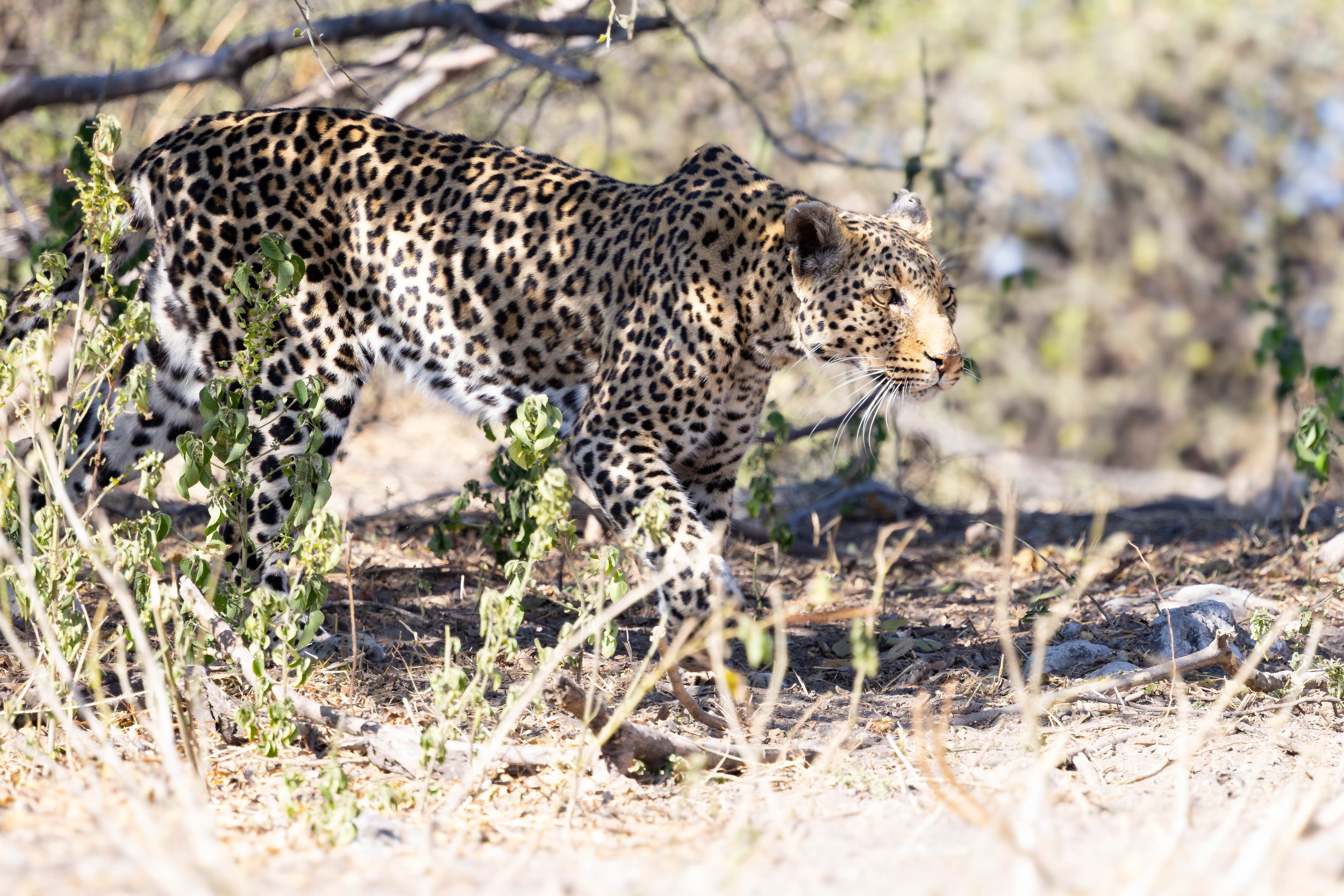 A leopard walking through a dry, sparse landscape with bushes and rocks.