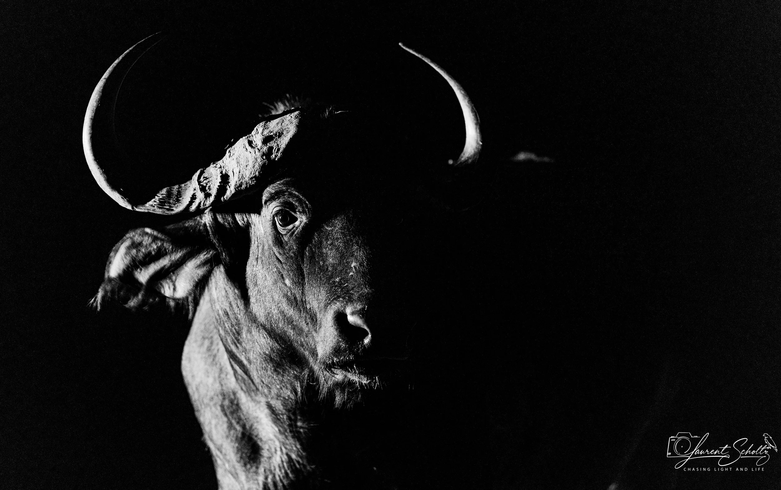 A black and white photograph of a buffalo's head in profile, with the focus on the face , set against a dark background.