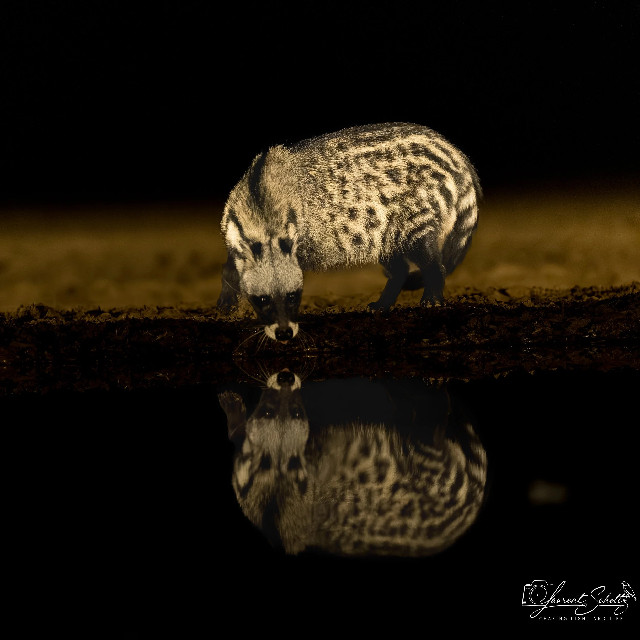 A civet drinking  at night with a dark background, illuminated by a soft light. 