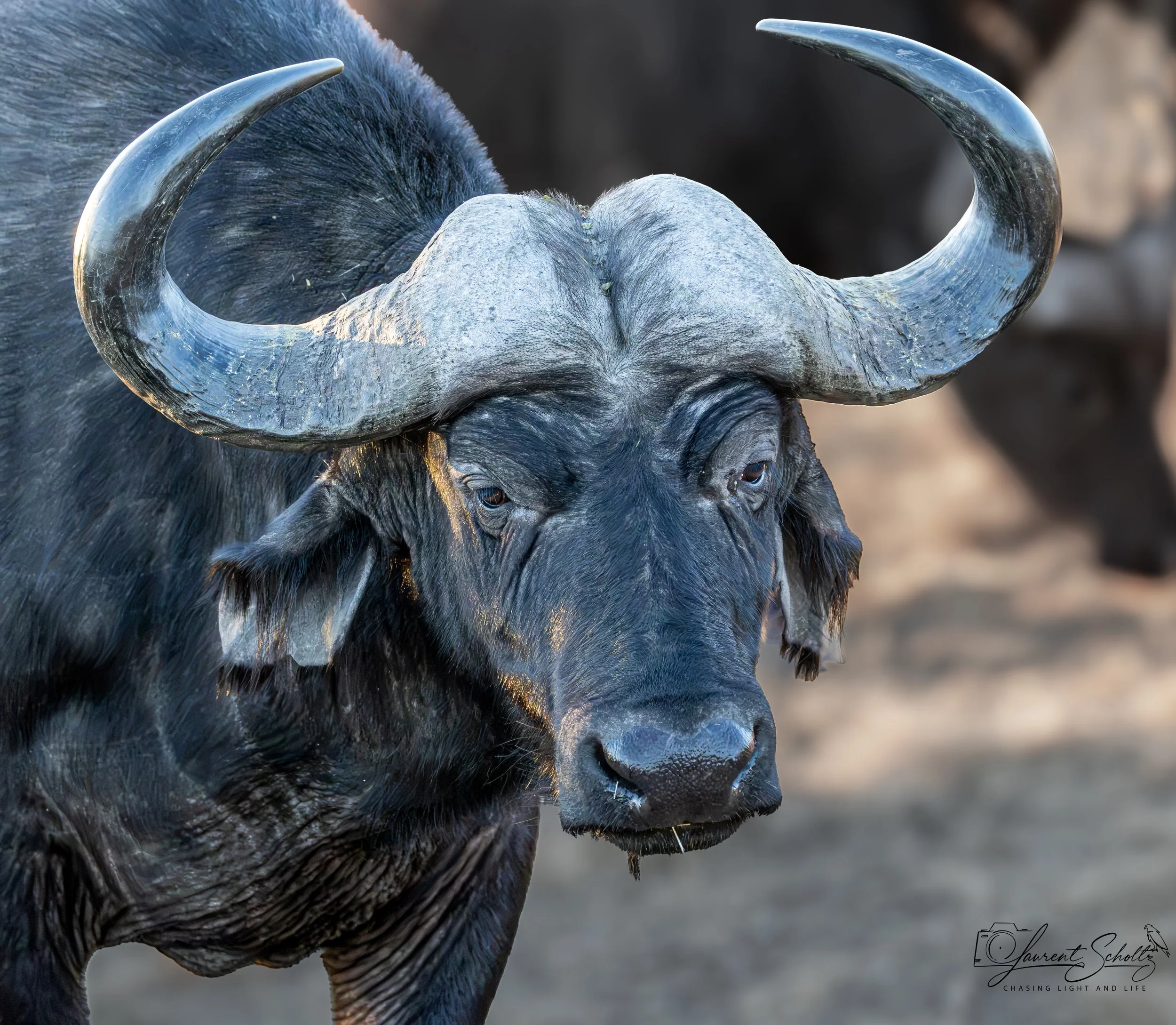 Close-up of a buffalo with prominent curved horns and dark fur, focused on its face and horns, against a blurred natural background.