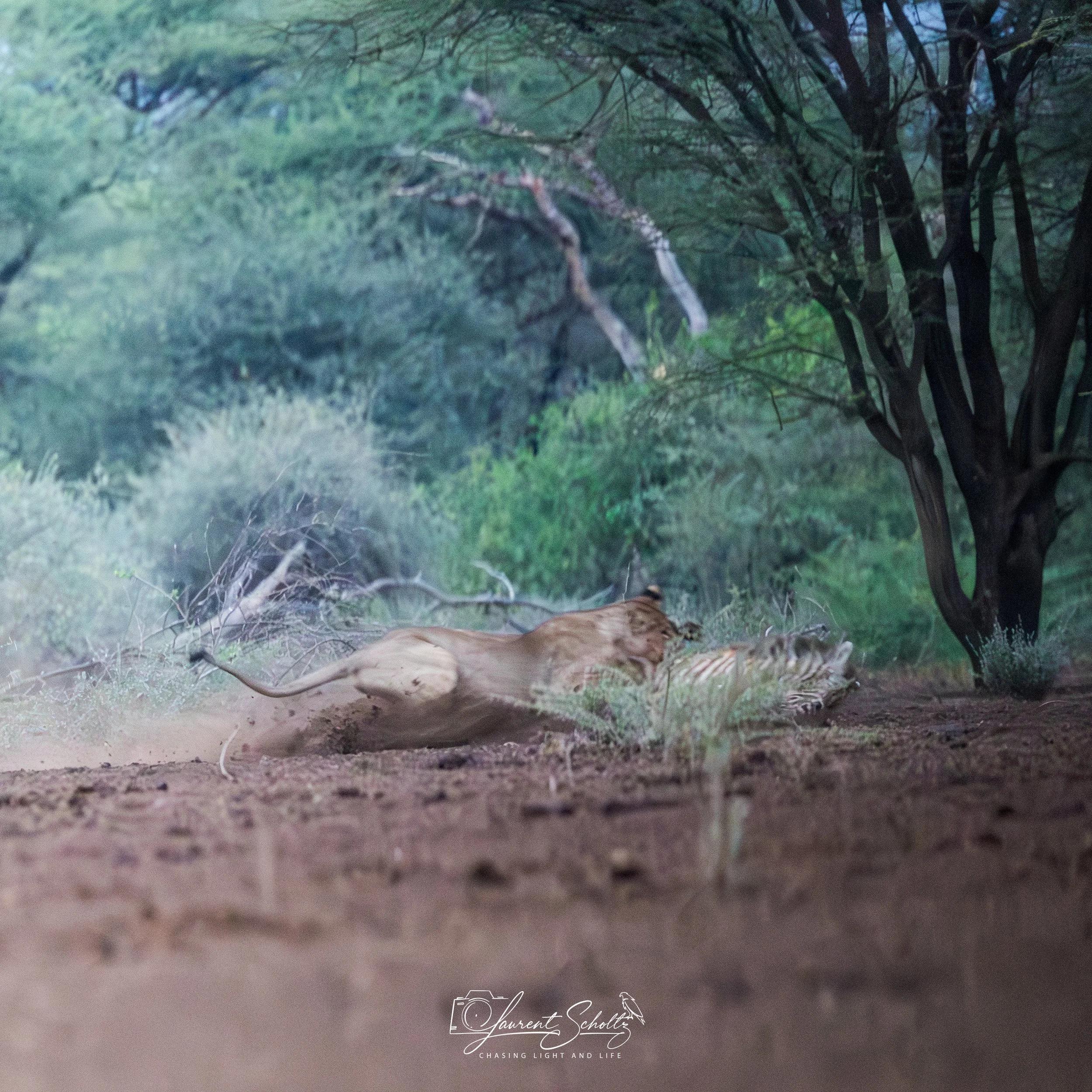 A close-up photograph of a kill in progress