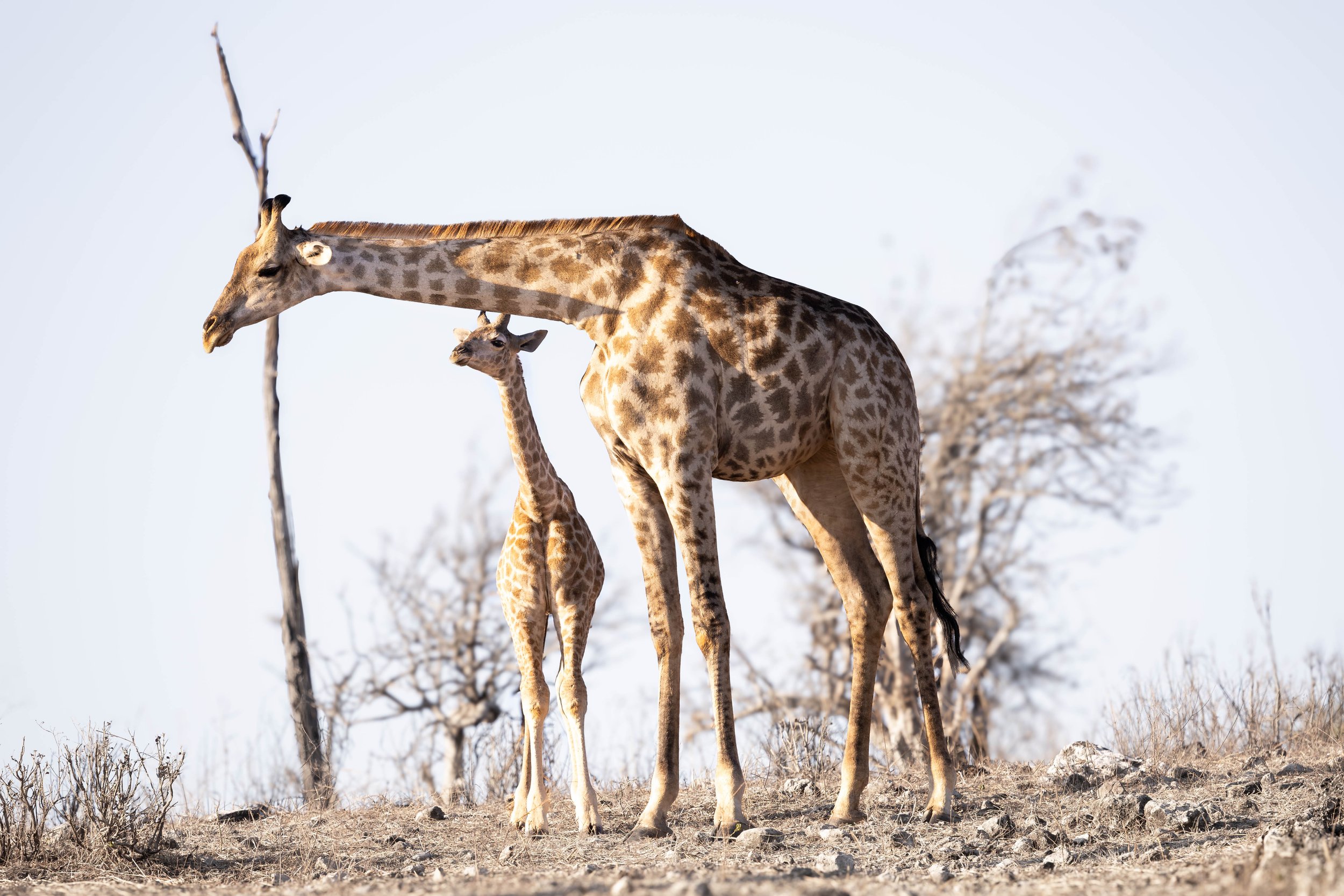 A mother giraffe with her baby standing on dry grass in a sparse, leafless woodland in a clear, sunny environment.