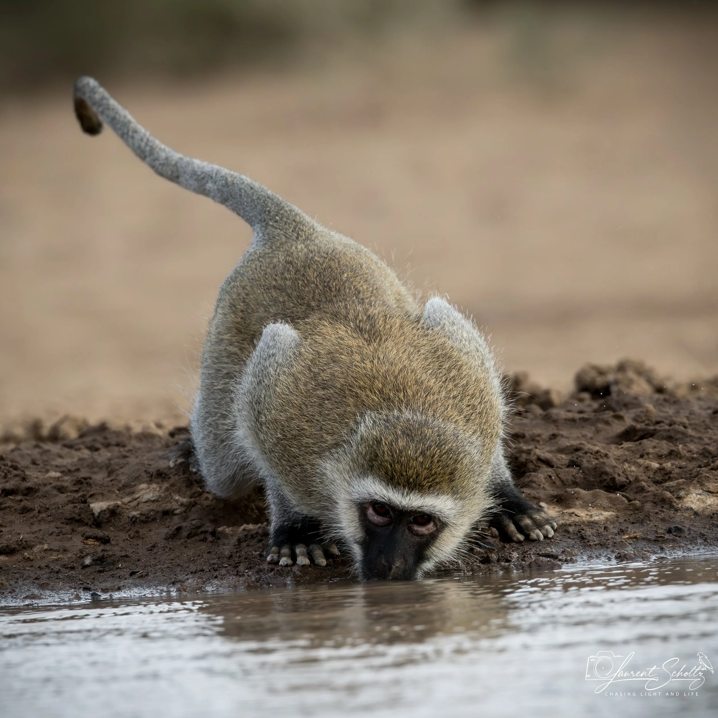 A young wolf or coyote crouching at the edge of a body of water, drinking water. The background is blurred, showing a natural outdoor setting.