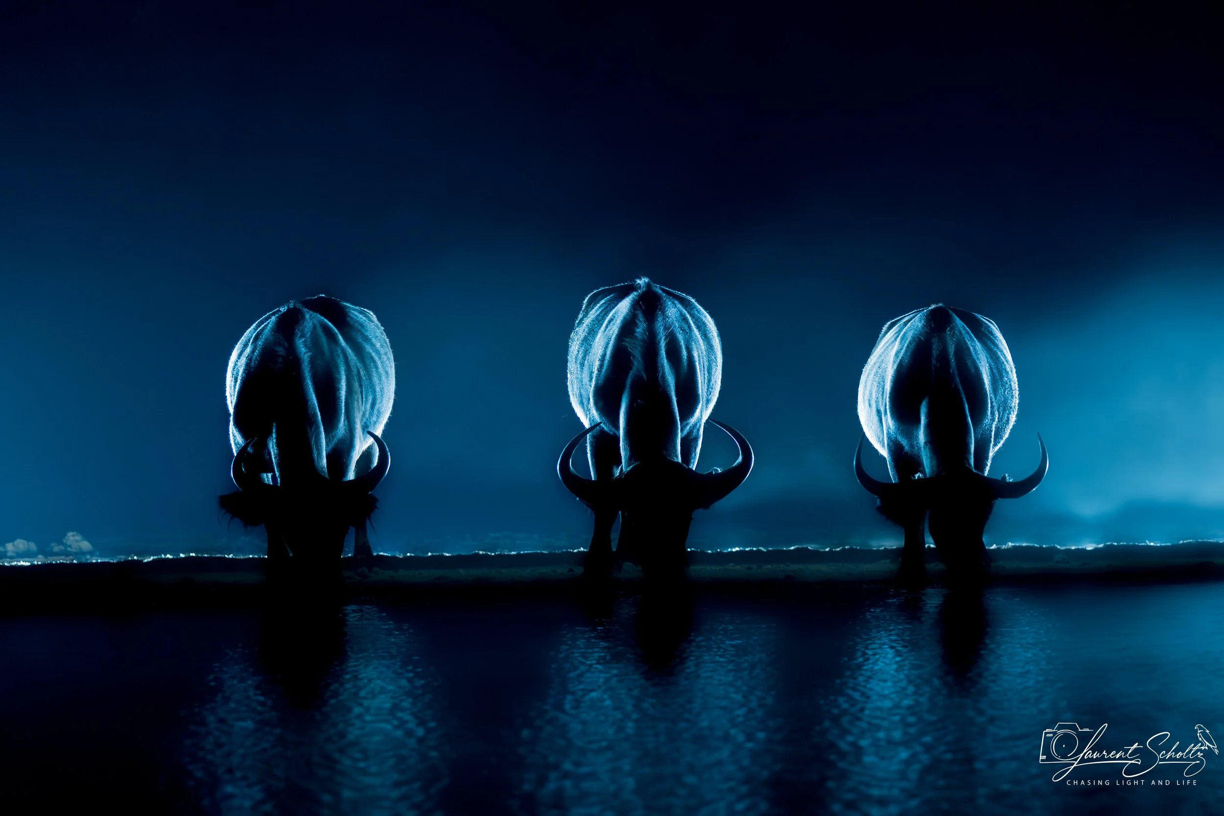 Three buffalos against a dark blue sky and reflected on water.