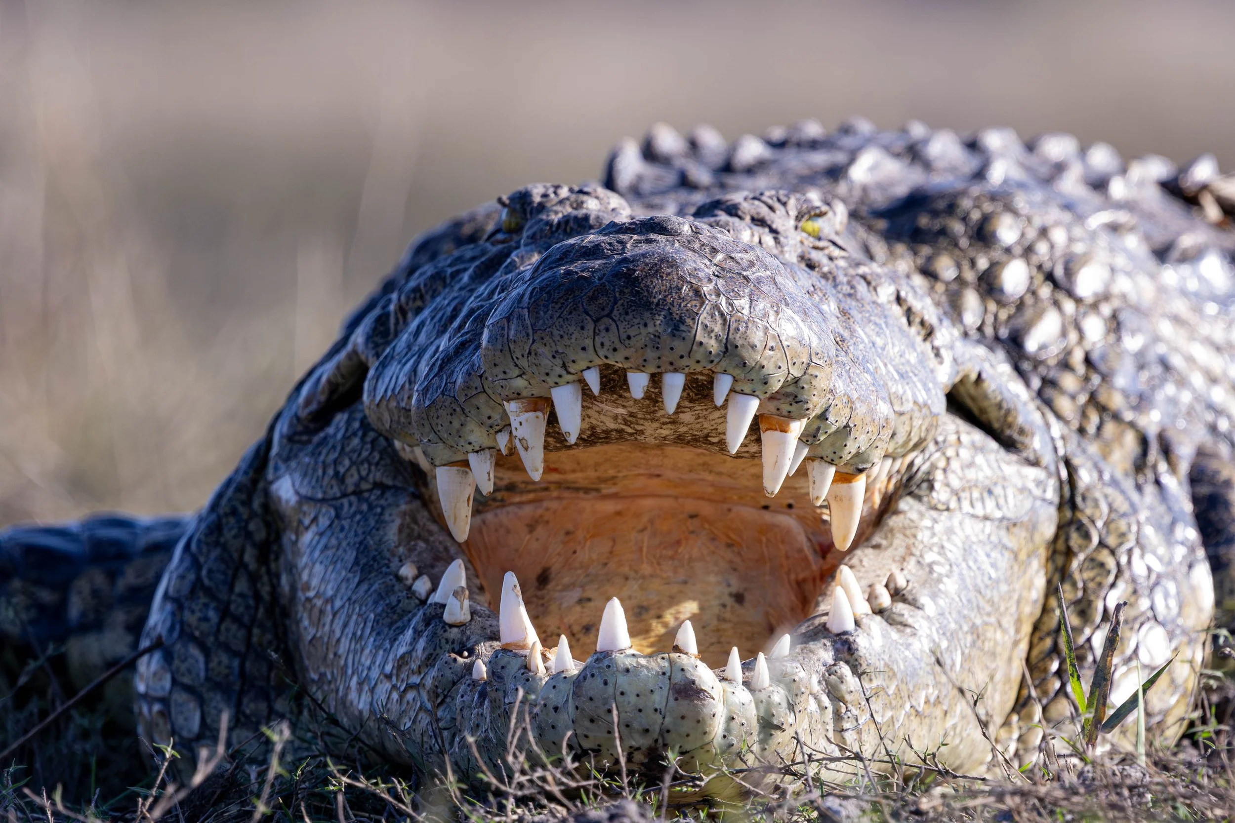 Close-up of a crocodile with its mouth open, showing sharp teeth and rough, scaly skin, outdoors on grass.