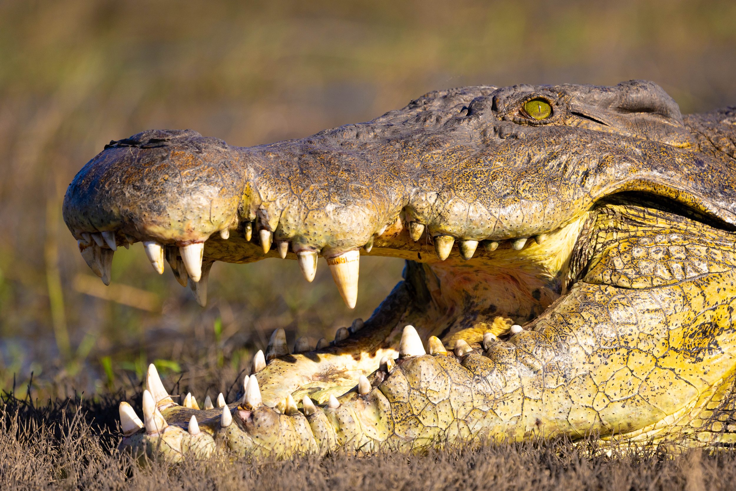 Close-up of a crocodile with its mouth open, showing sharp teeth, resting on grassy terrain.